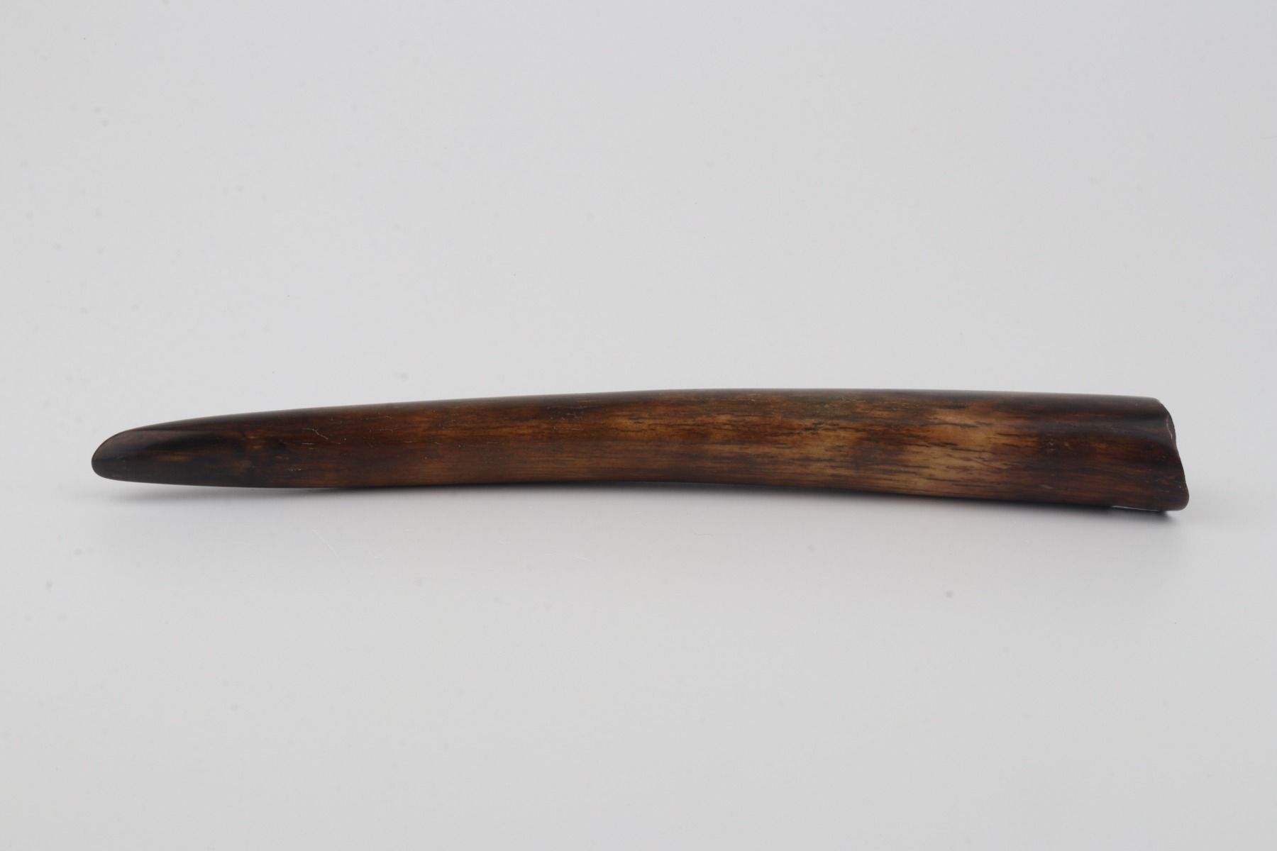 Restored woolly mammoth tusk