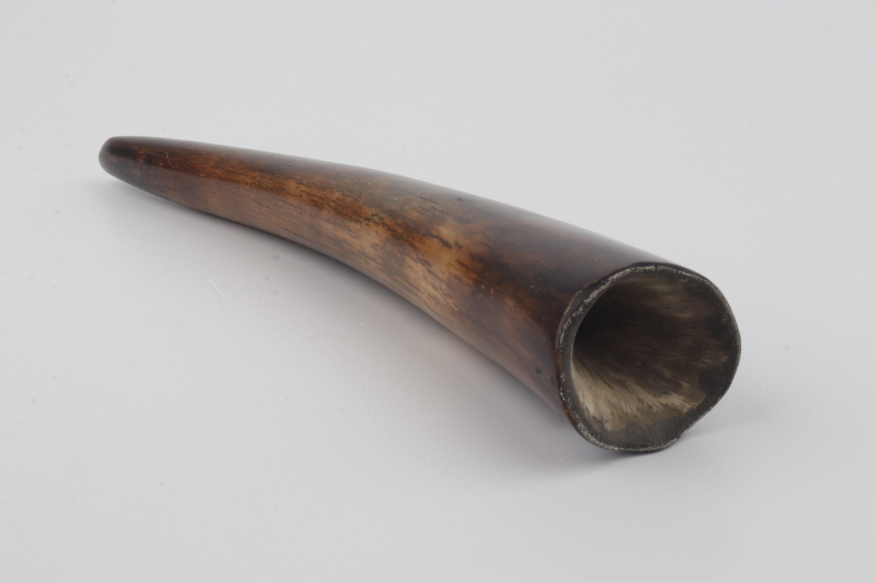 Restored woolly mammoth tusk