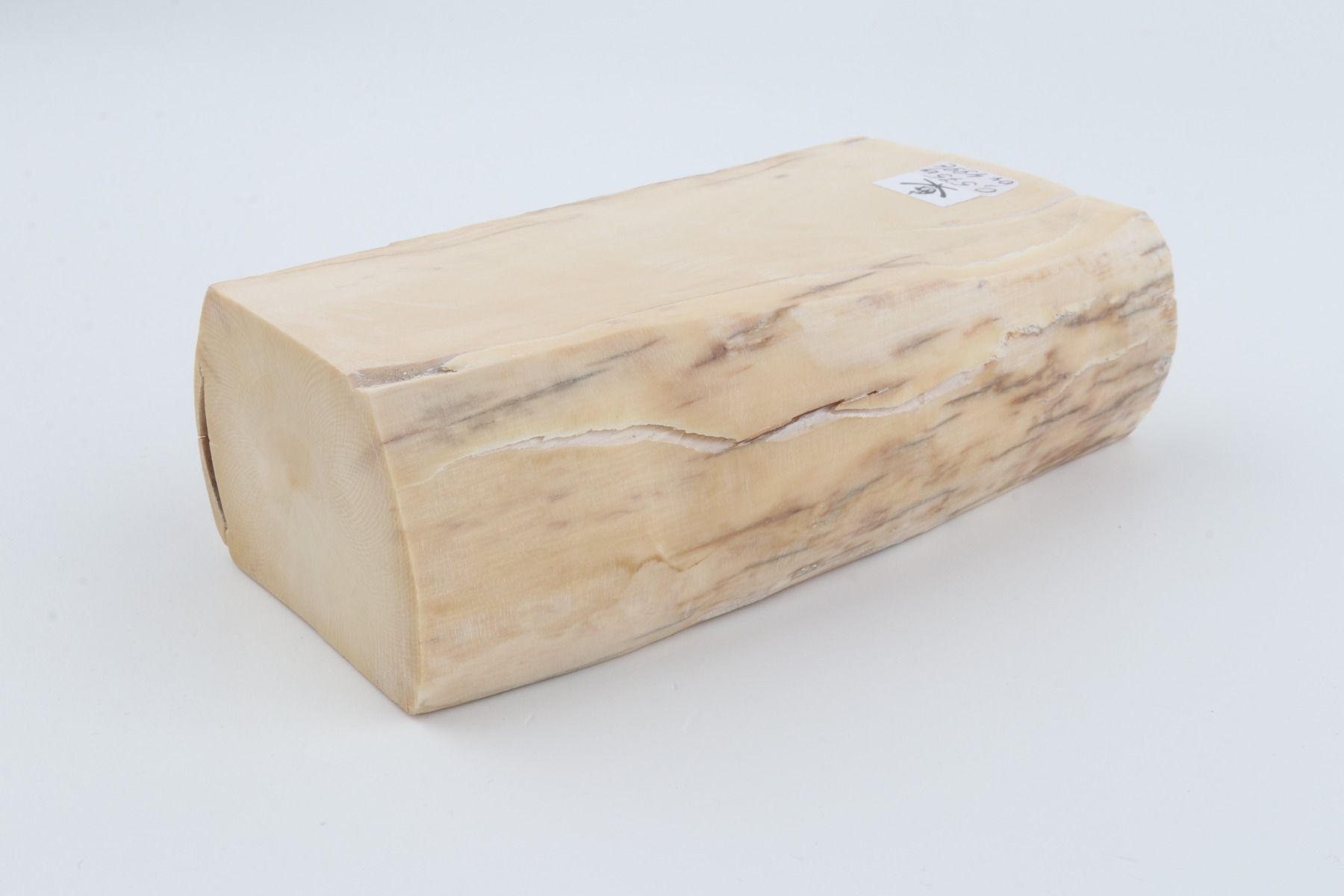 White mammoth ivory segment