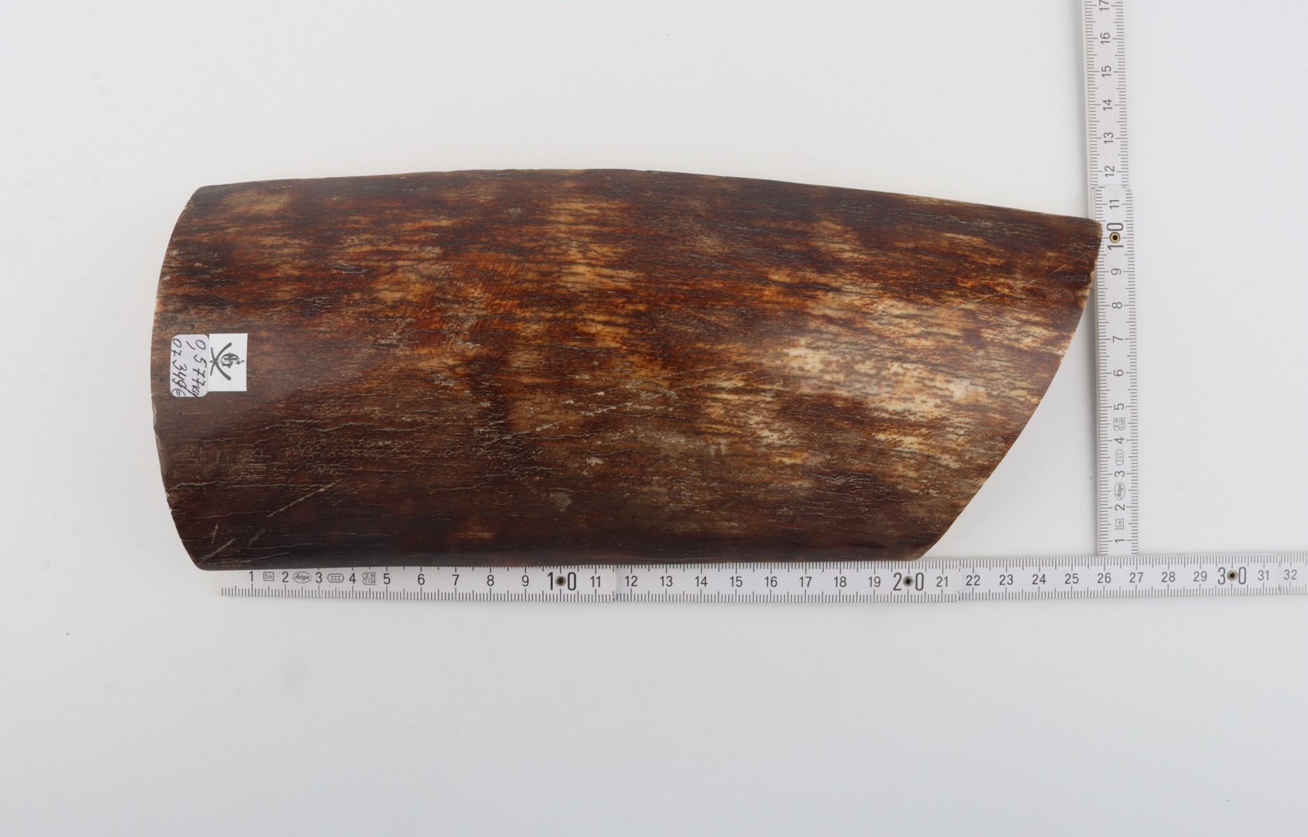 Brown-orange mammoth bark