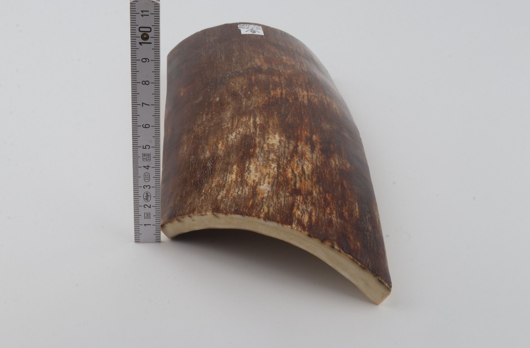 Brown-orange mammoth bark