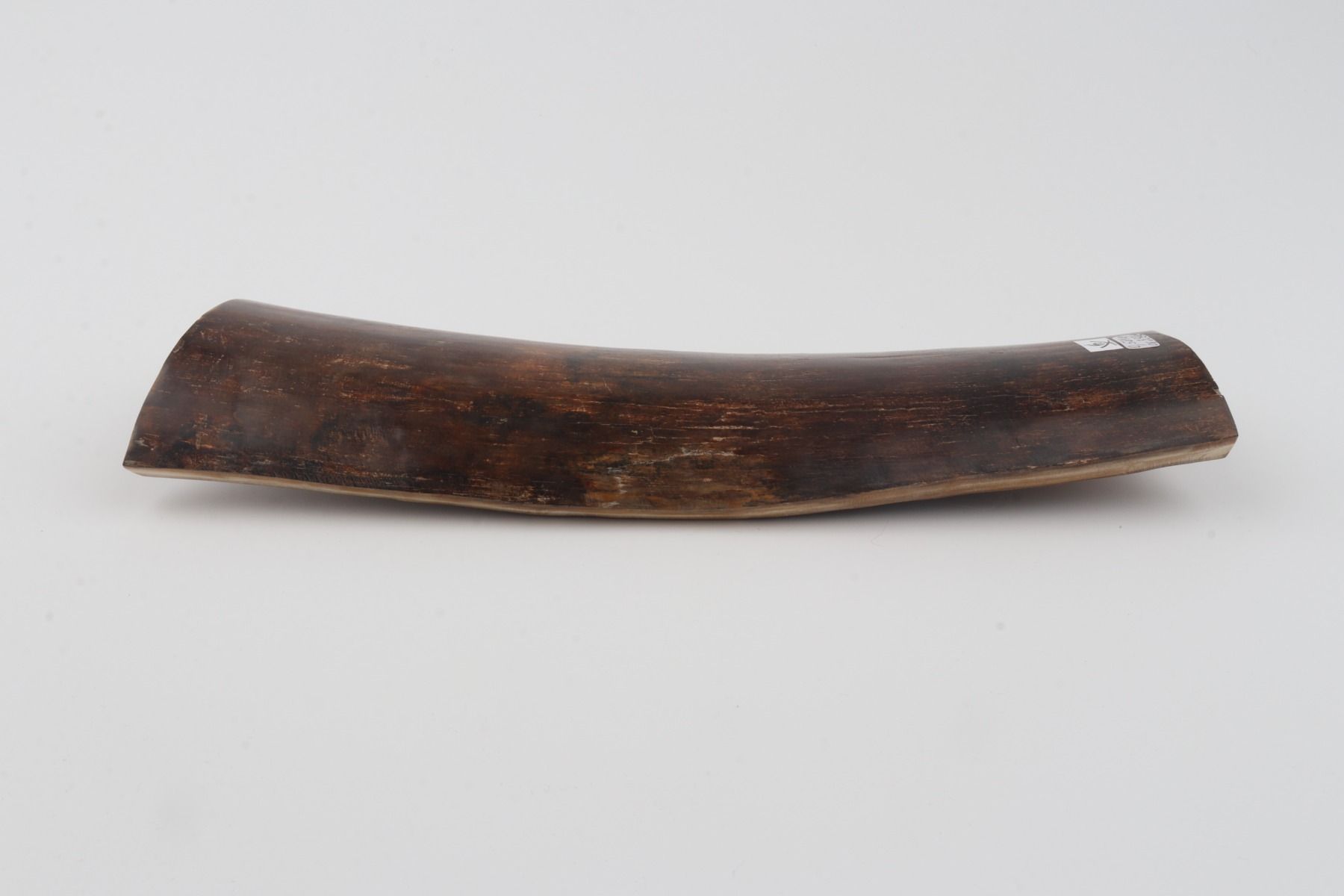 Brown mammoth bark