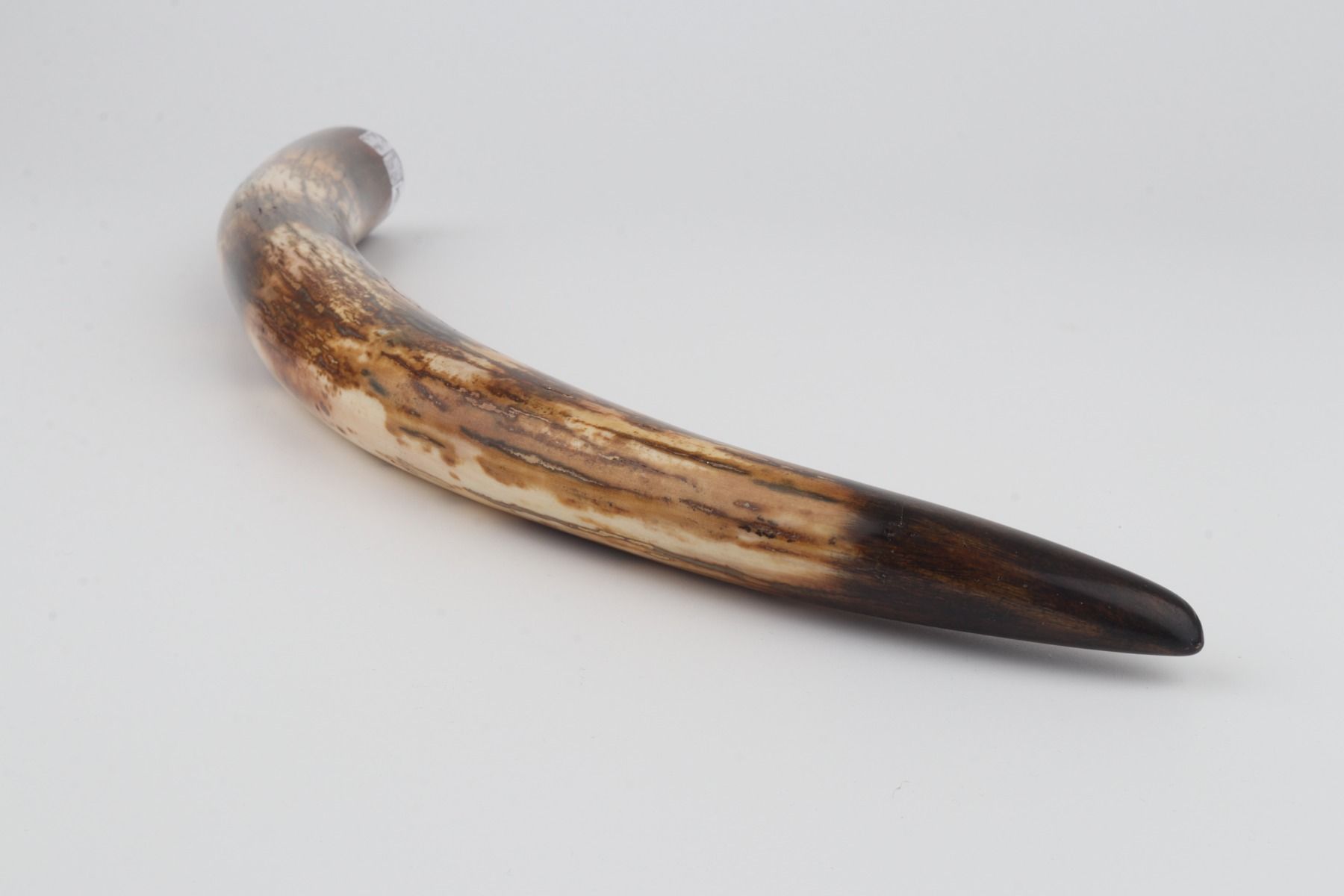 Restored woolly mammoth tusk