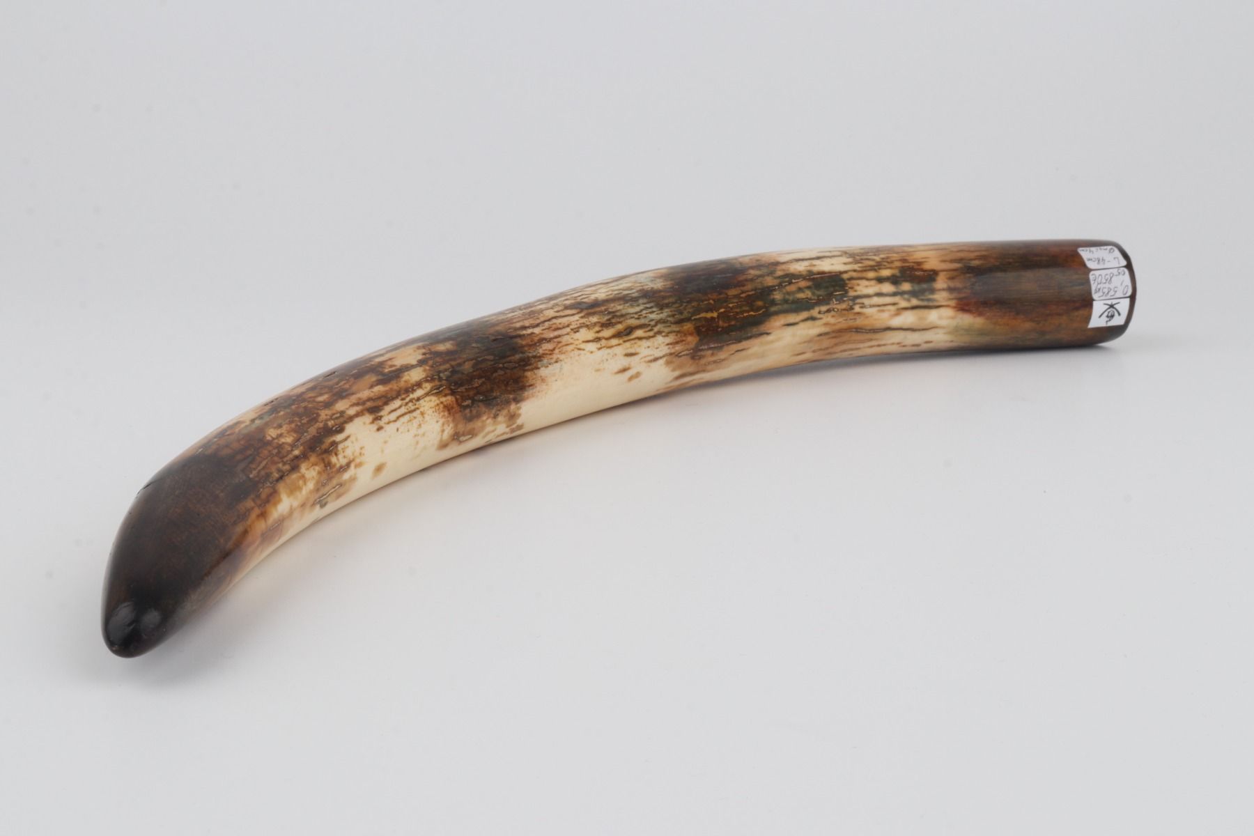 Restored woolly mammoth tusk