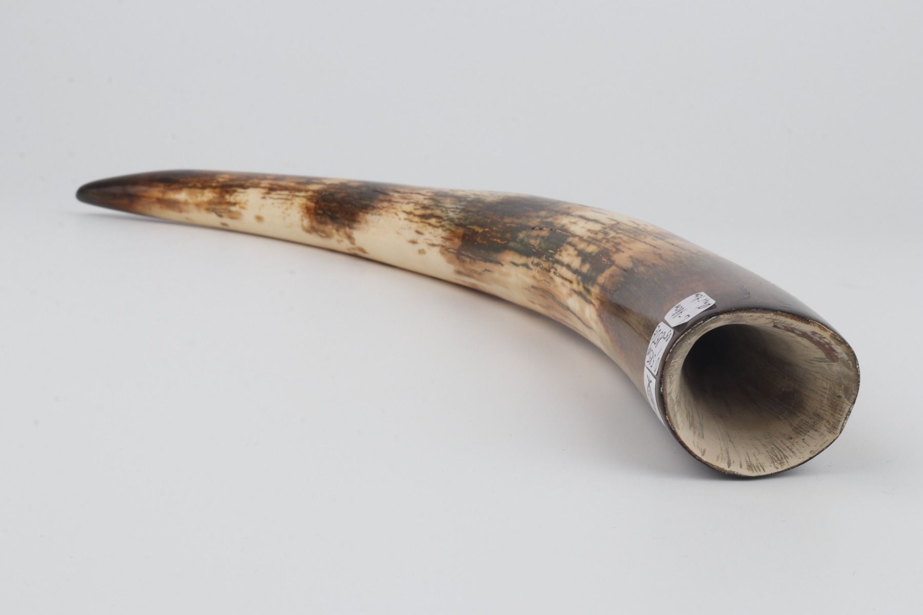 Restored woolly mammoth tusk