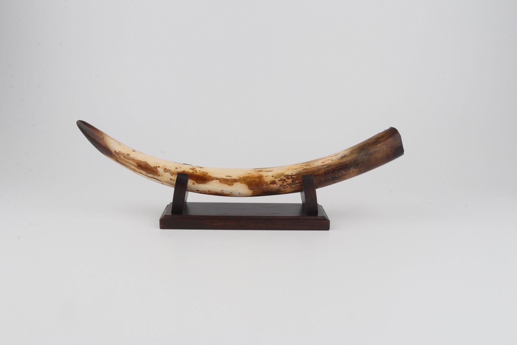 Restored woolly mammoth tusk