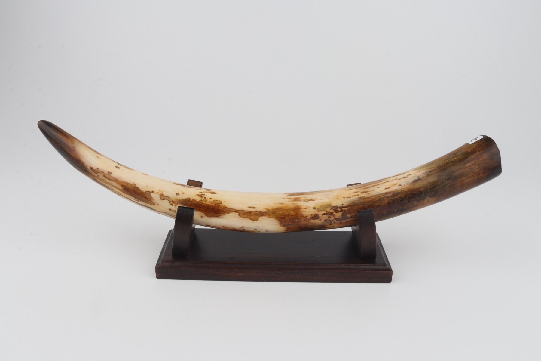 Restored woolly mammoth tusk