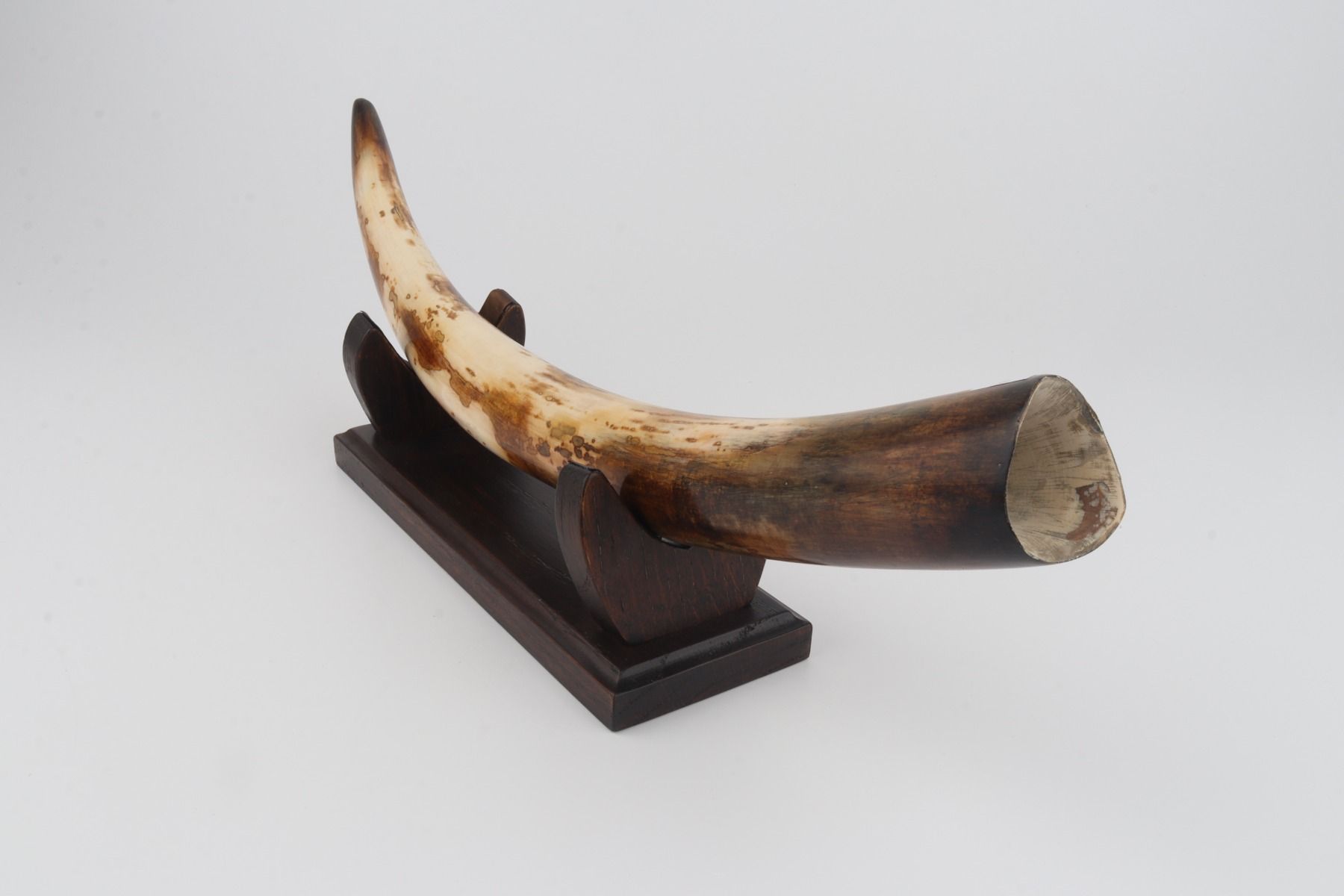 Restored woolly mammoth tusk
