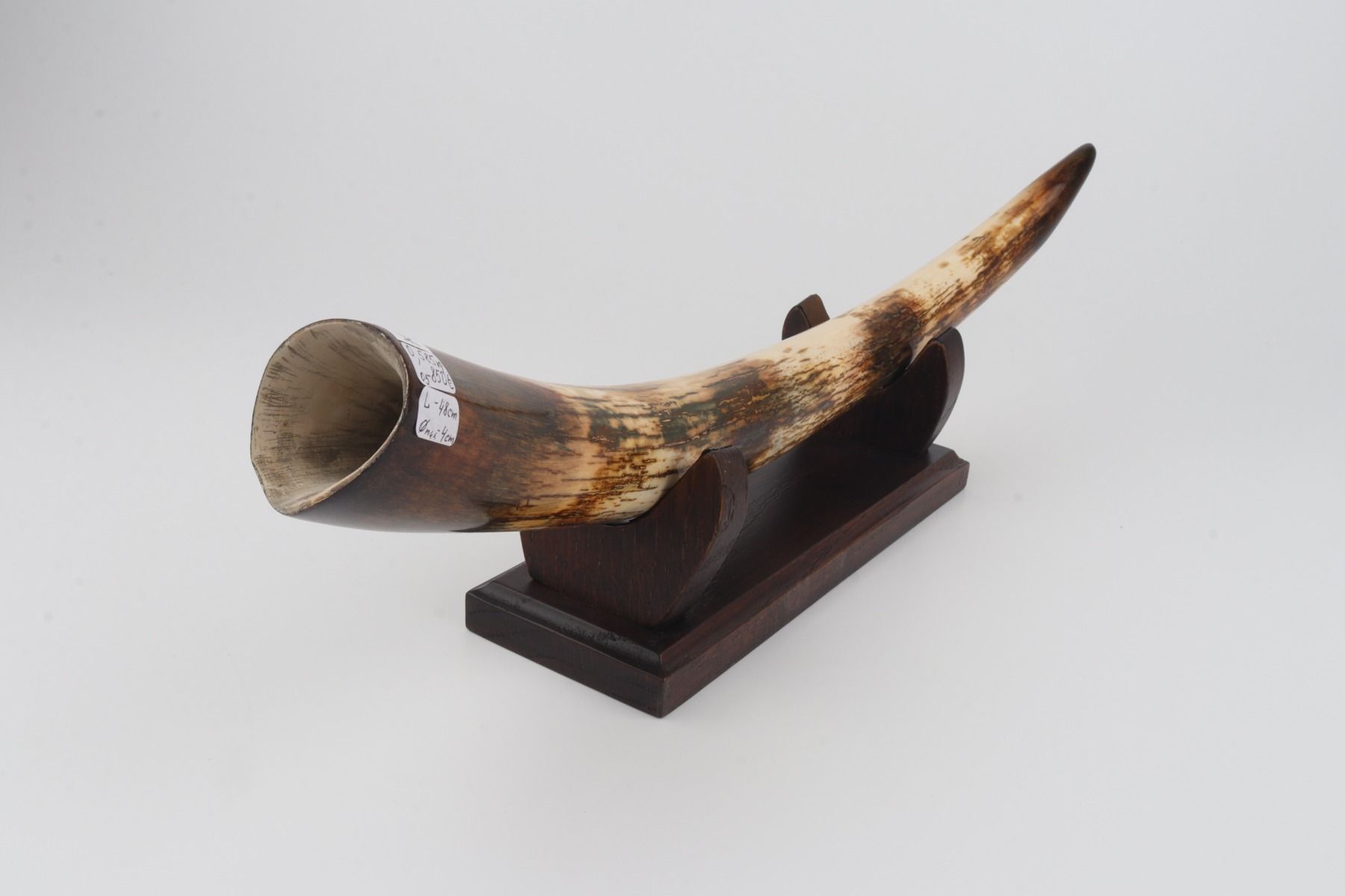 Restored woolly mammoth tusk