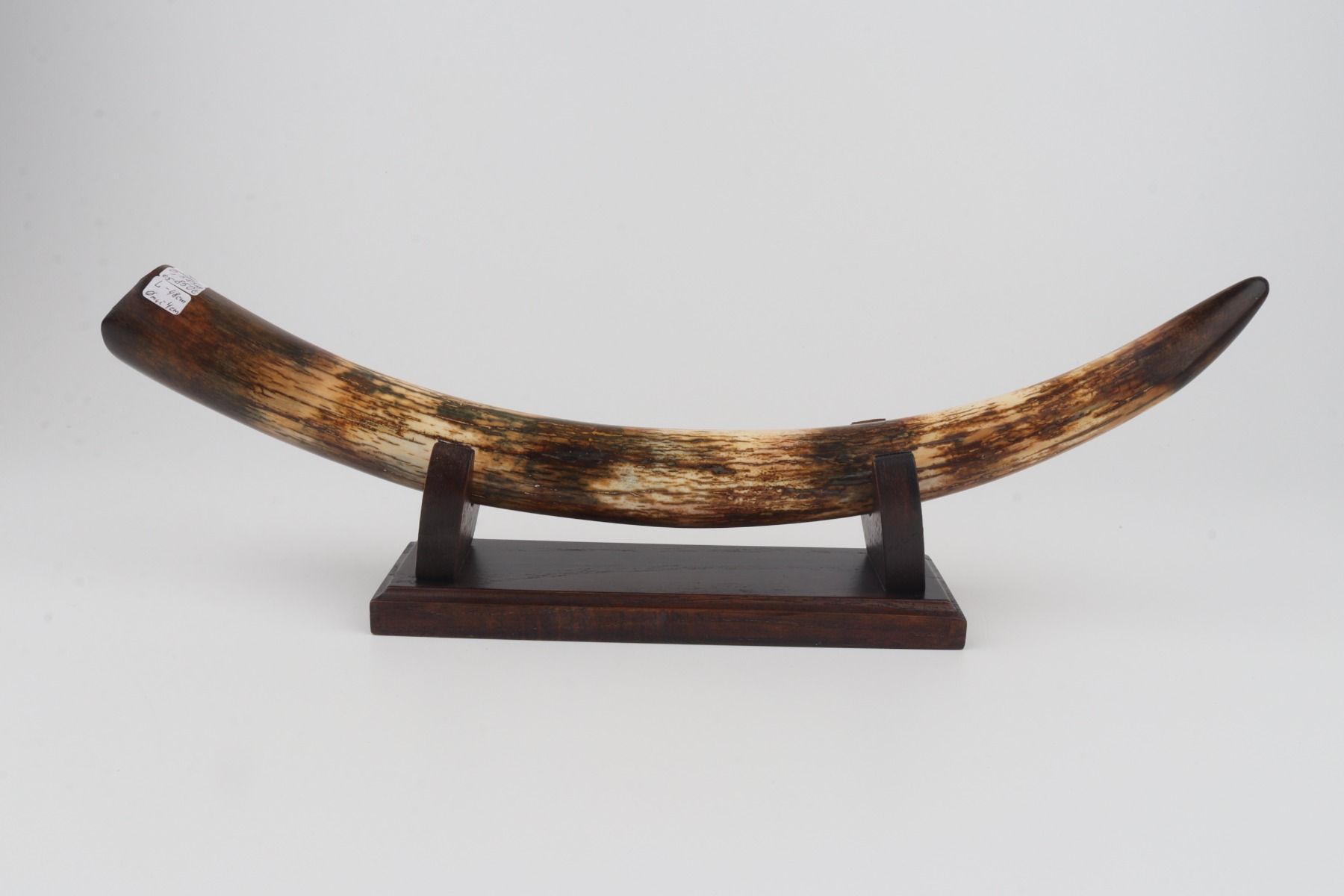 Restored woolly mammoth tusk