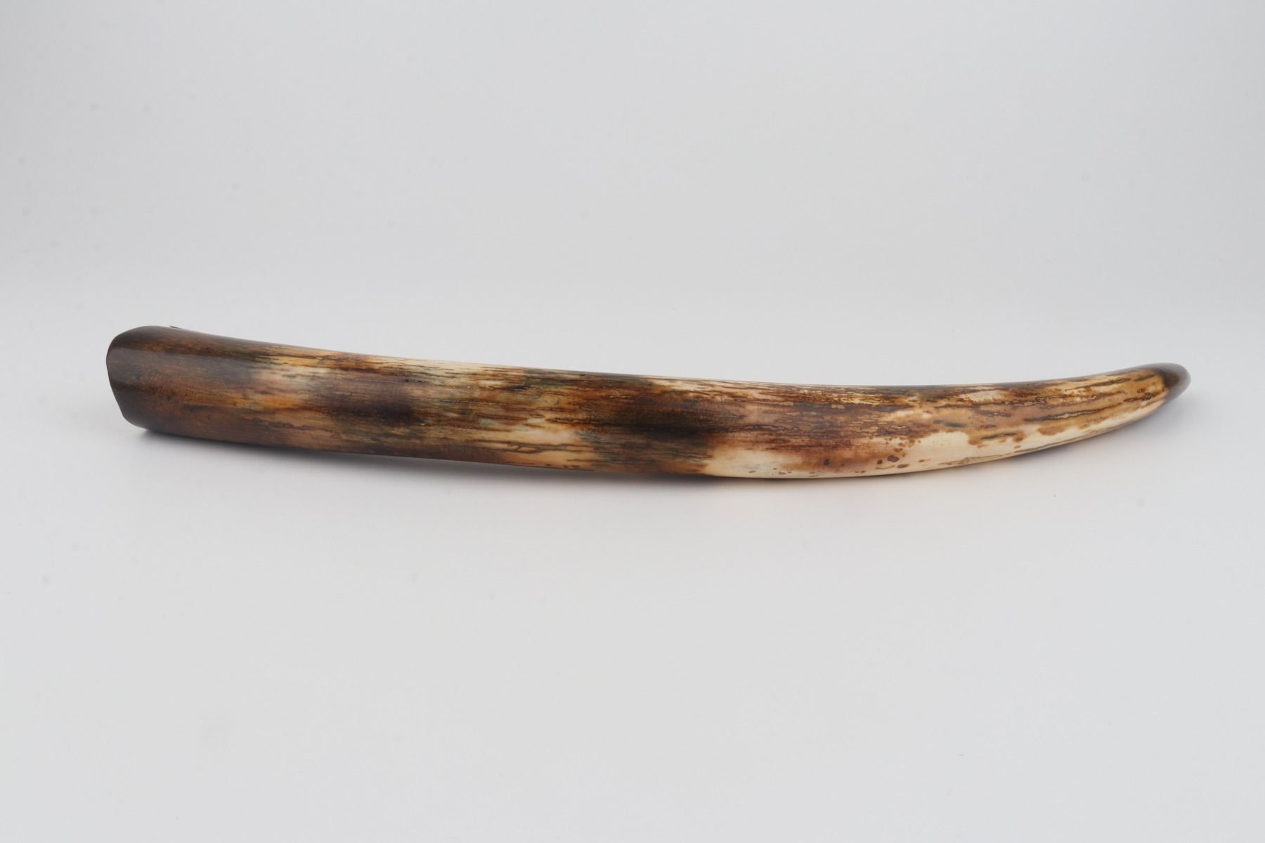 Restored woolly mammoth tusk