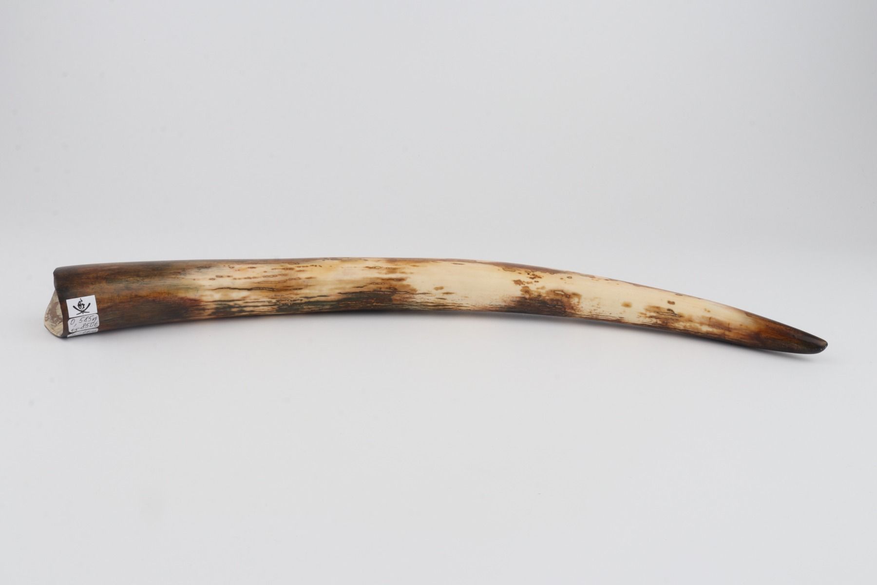 Restored woolly mammoth tusk
