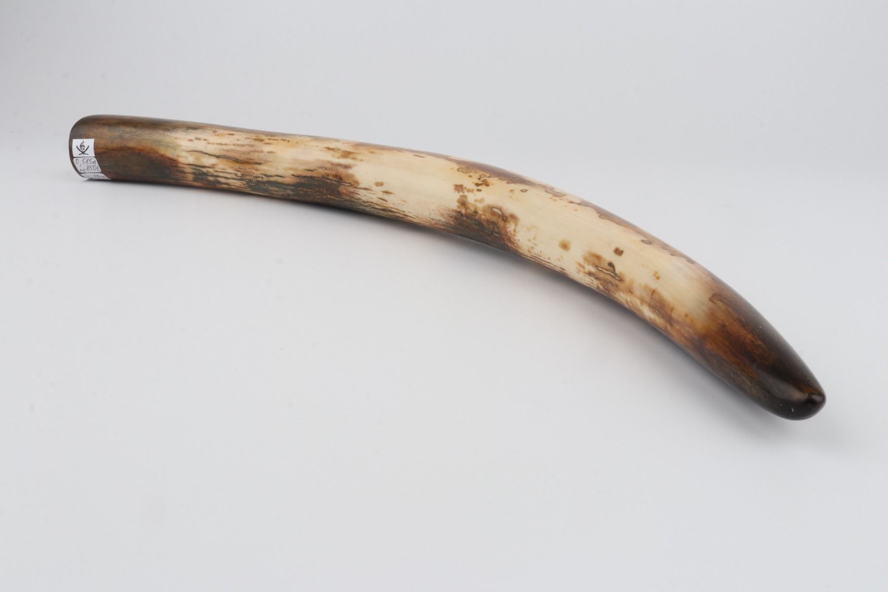 Restored woolly mammoth tusk