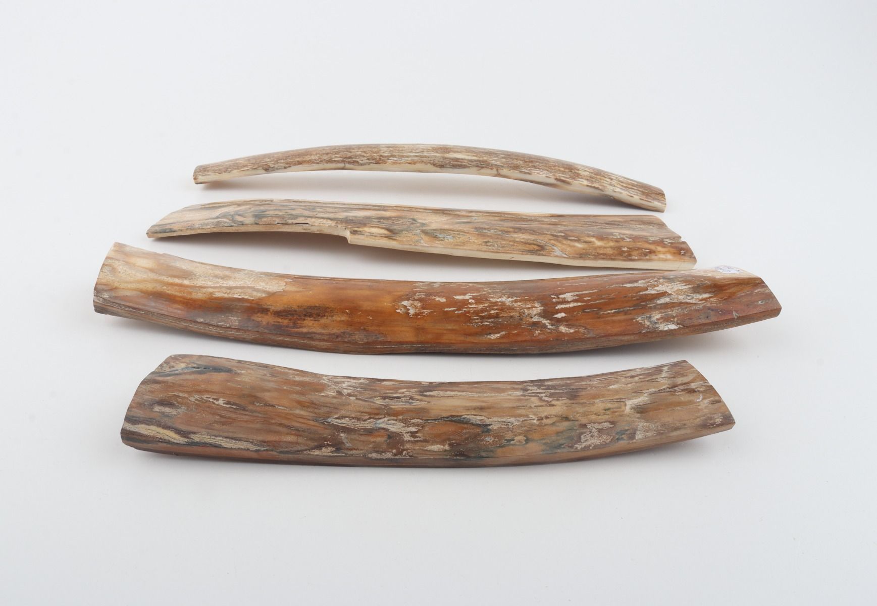Natural woolly mammoth bark pieces