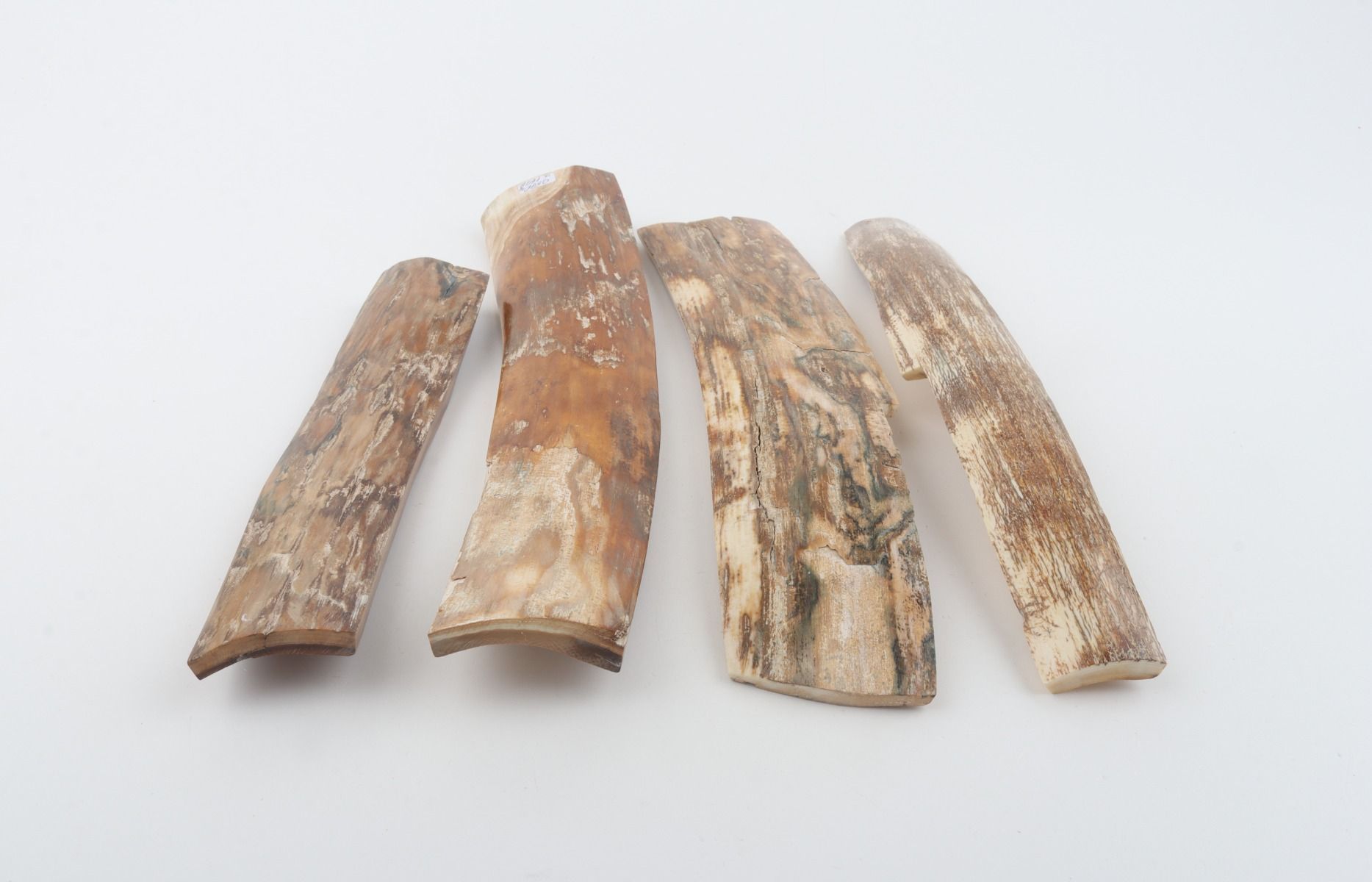 Natural woolly mammoth bark pieces