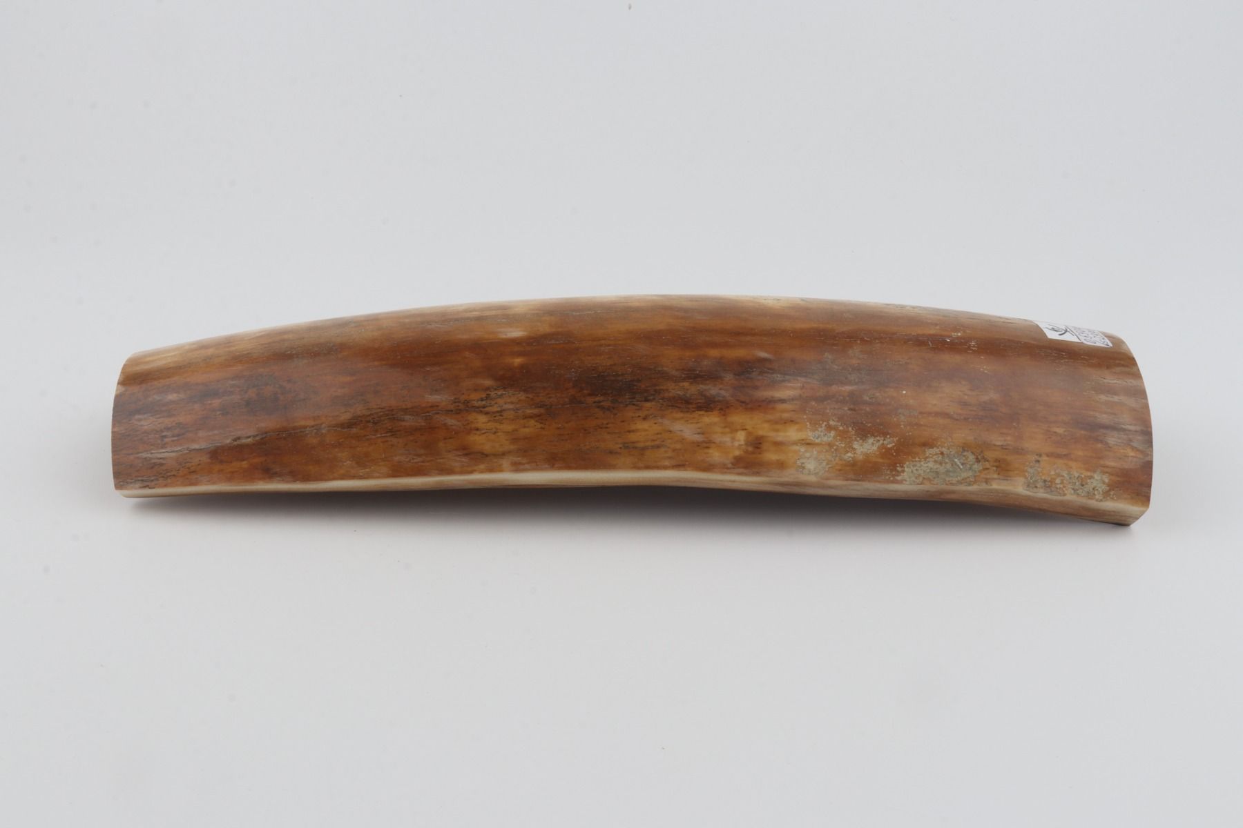Beige-orange mammoth bark