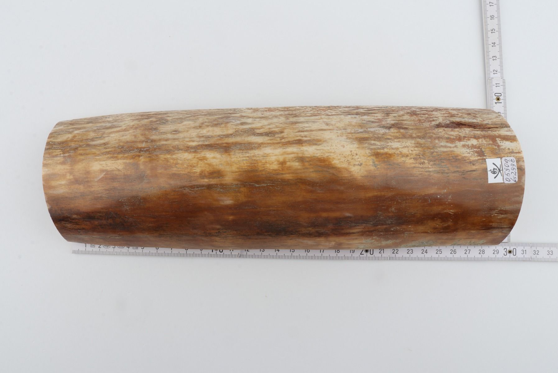 Beige-orange mammoth bark