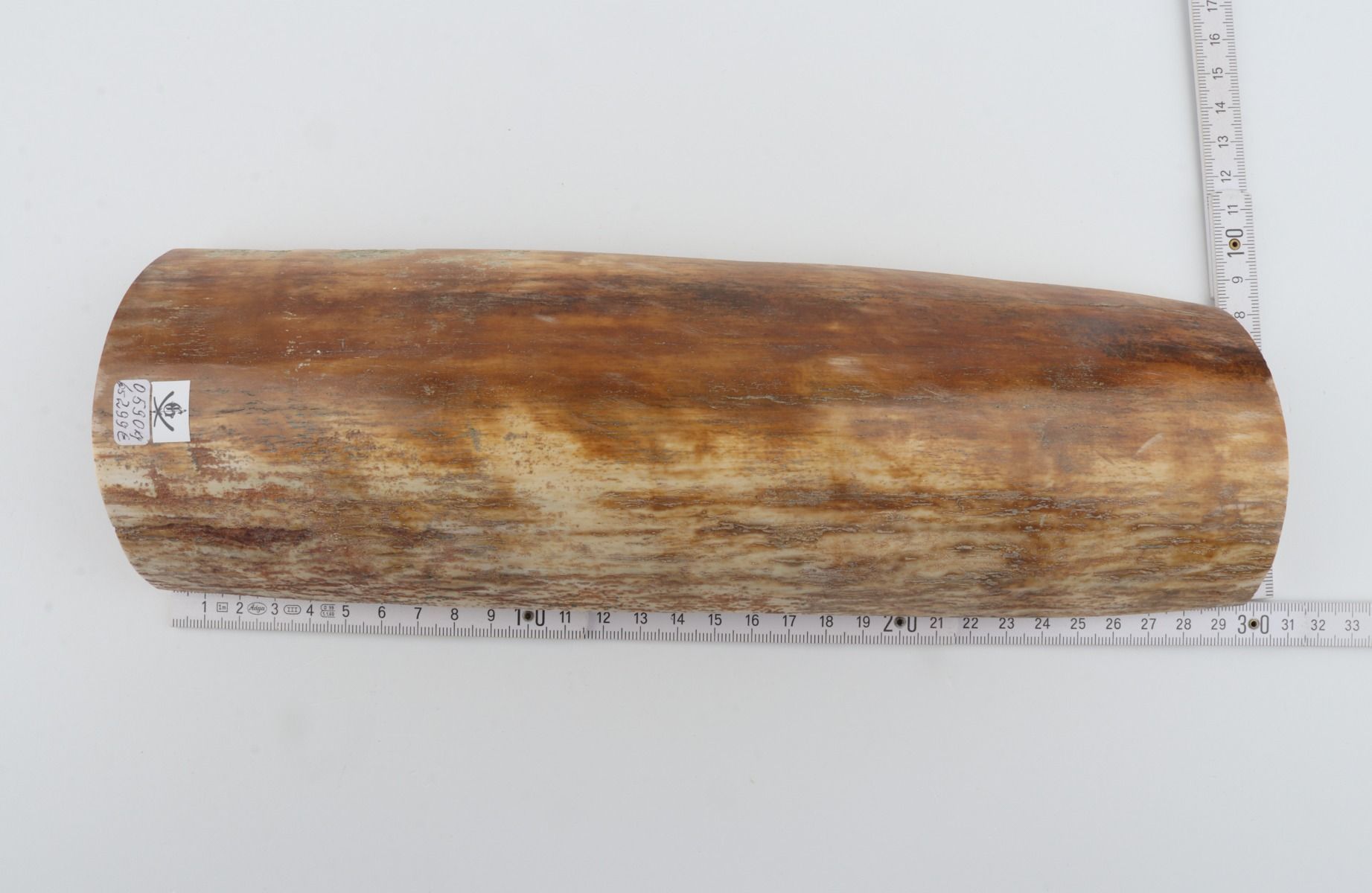 Beige-orange mammoth bark