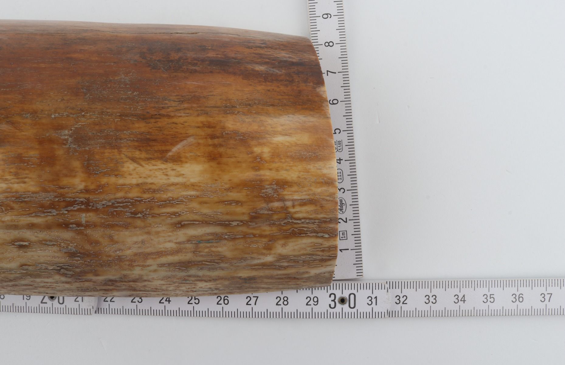 Beige-orange mammoth bark
