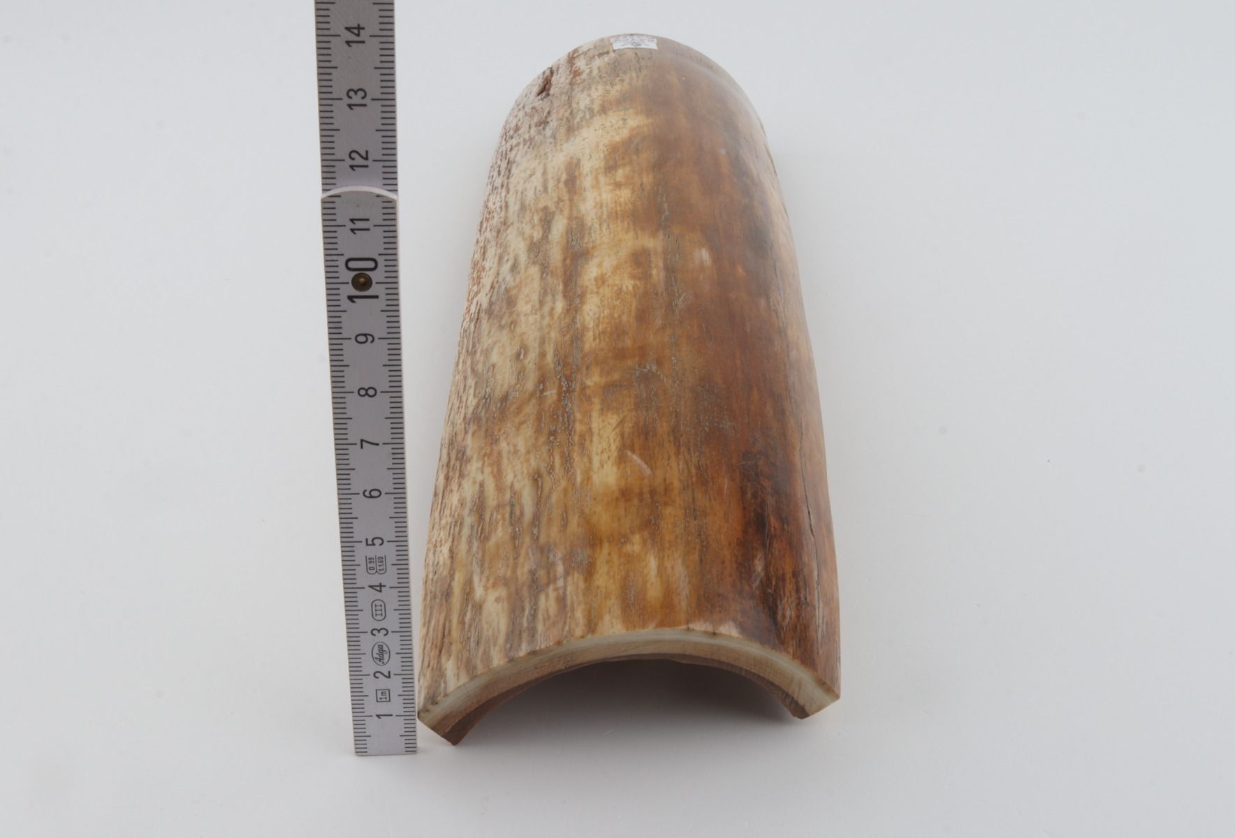 Beige-orange mammoth bark