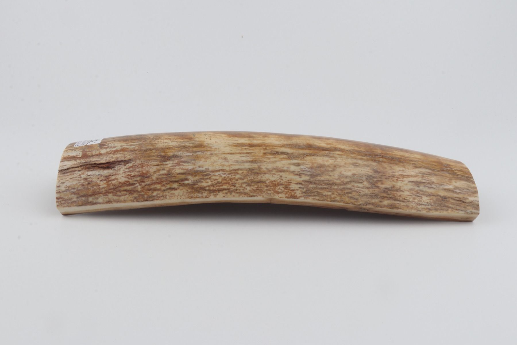 Beige-orange mammoth bark