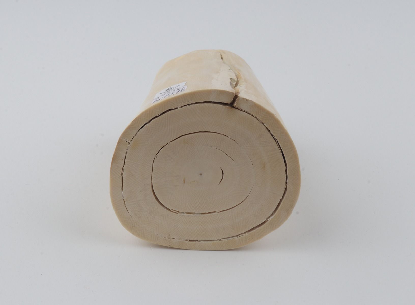 Natural mammoth tusk piece