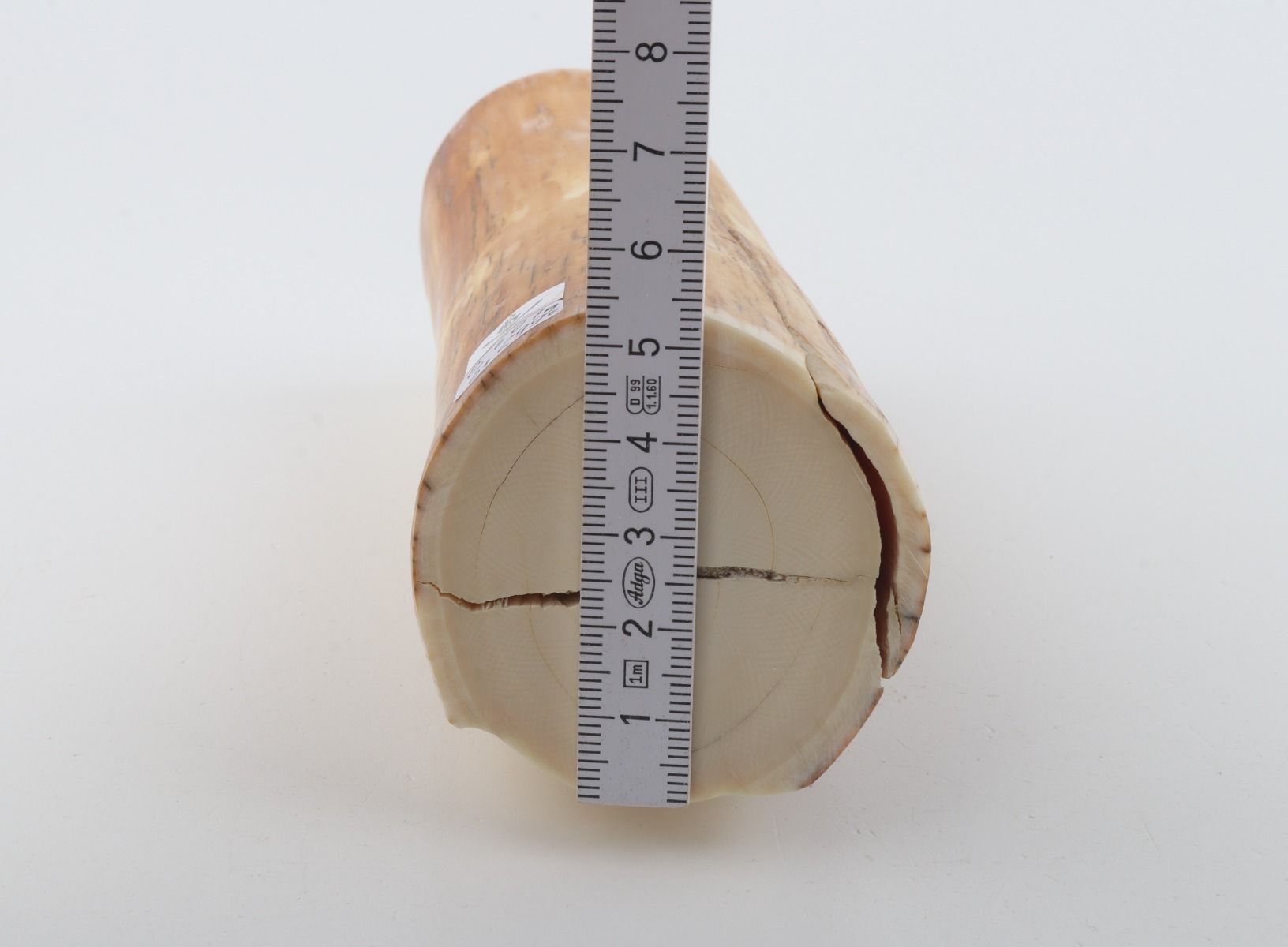 Round woolly mammoth tusk piece