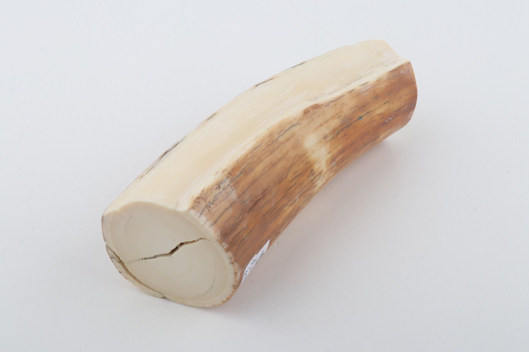 Round woolly mammoth tusk piece