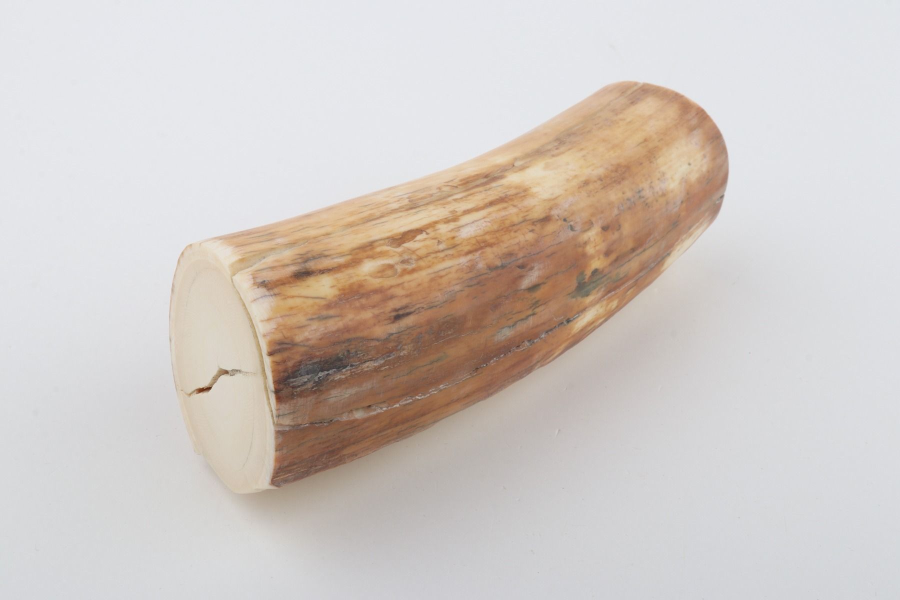 Round woolly mammoth tusk piece