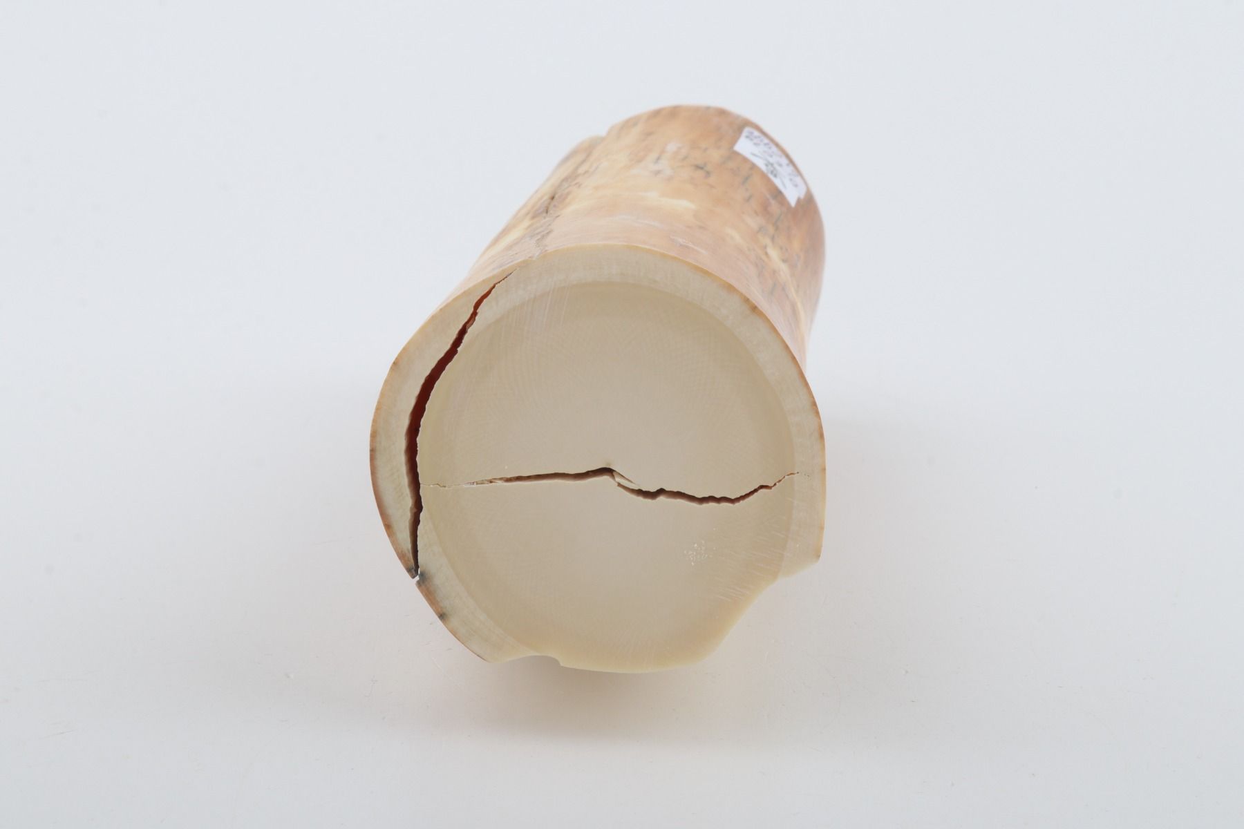 Round woolly mammoth tusk piece