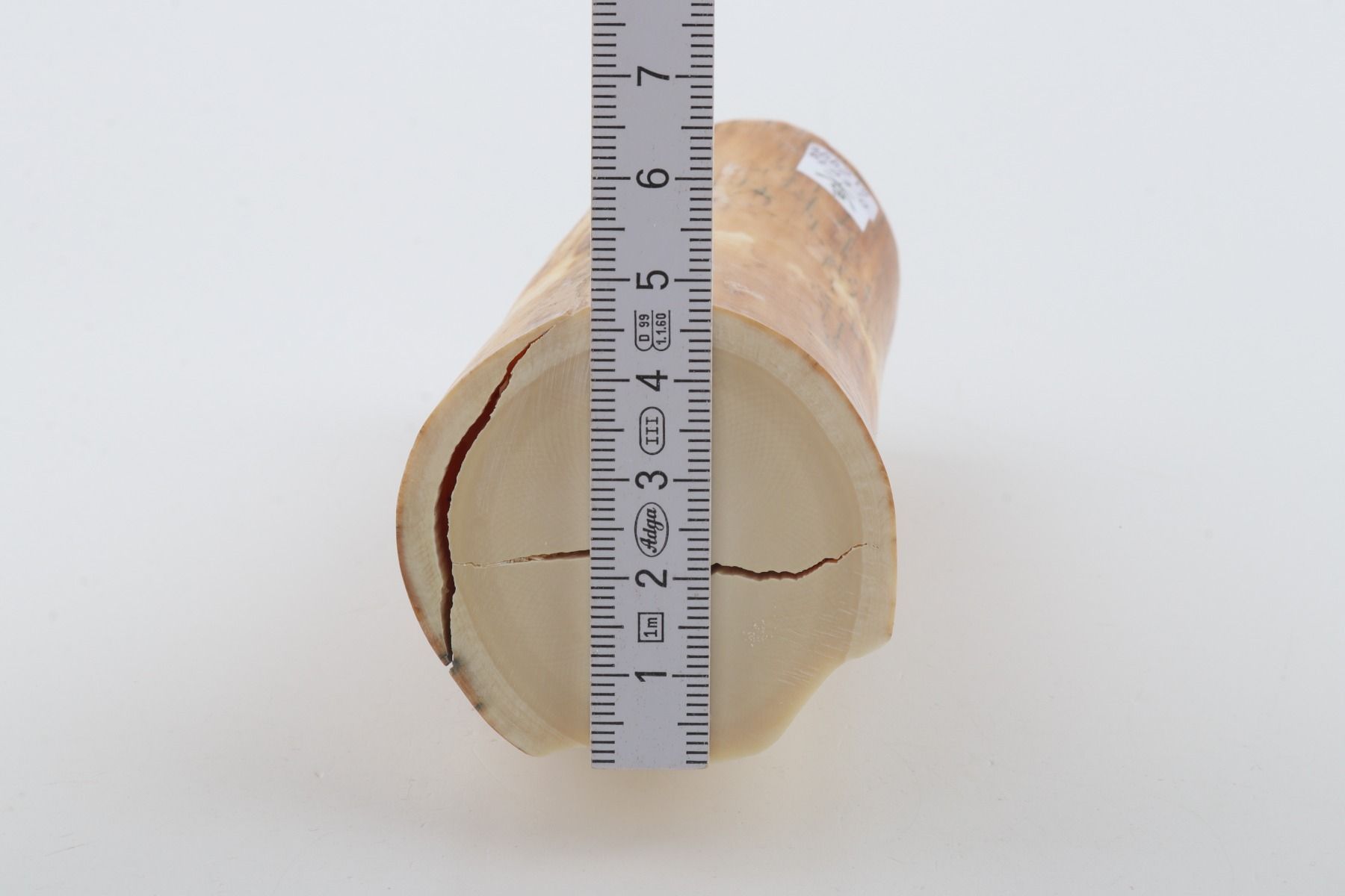 Round woolly mammoth tusk piece
