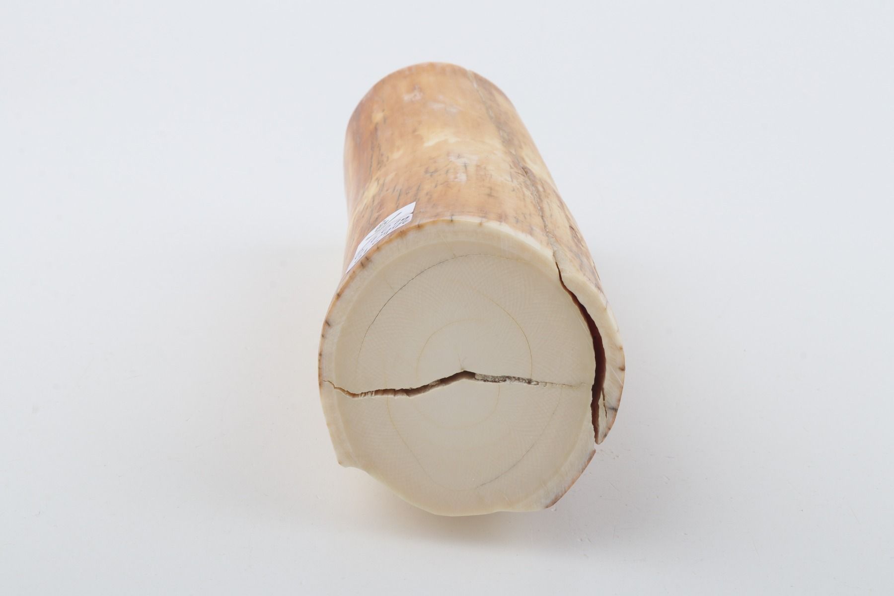 Round woolly mammoth tusk piece