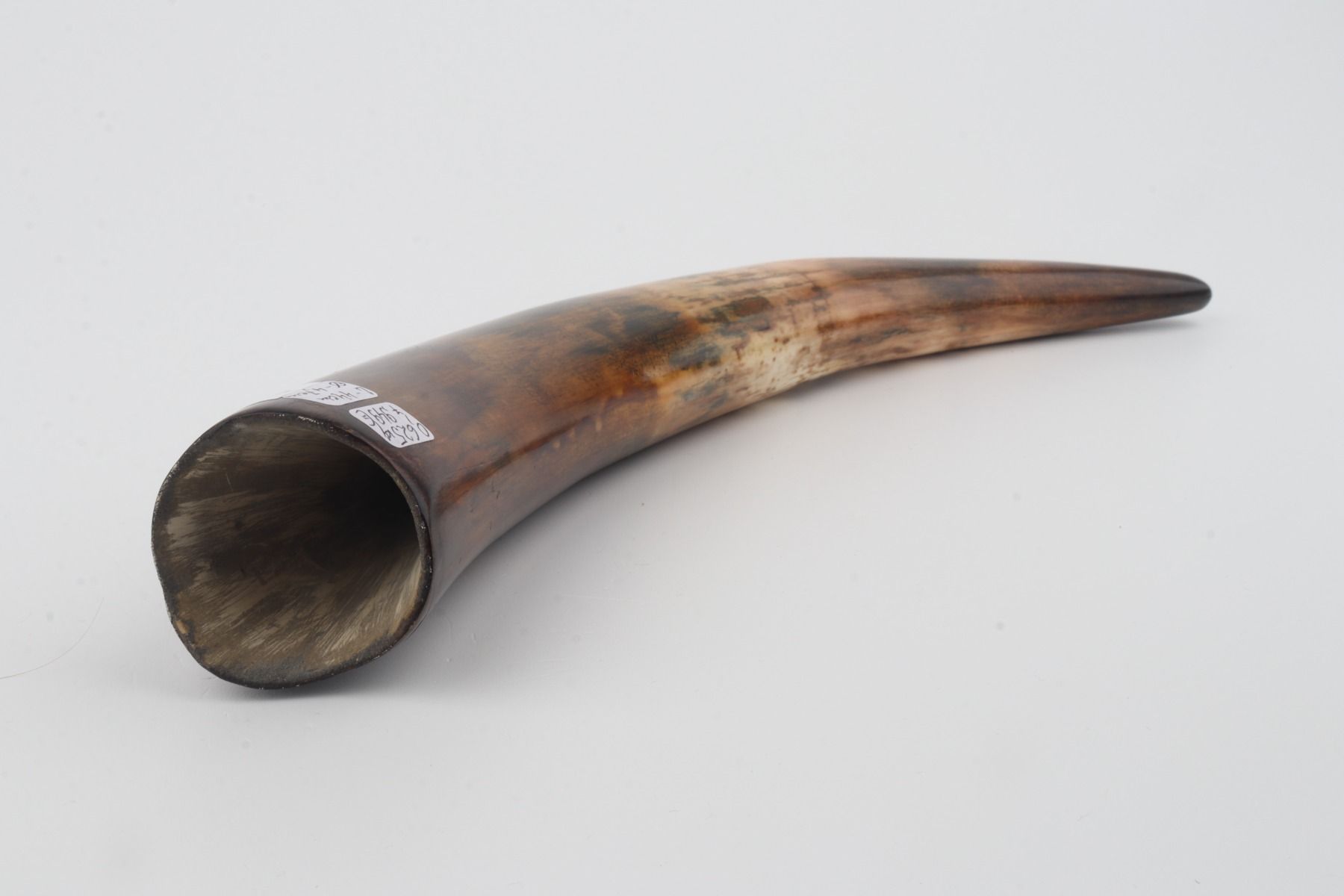 Restored woolly mammoth tusk