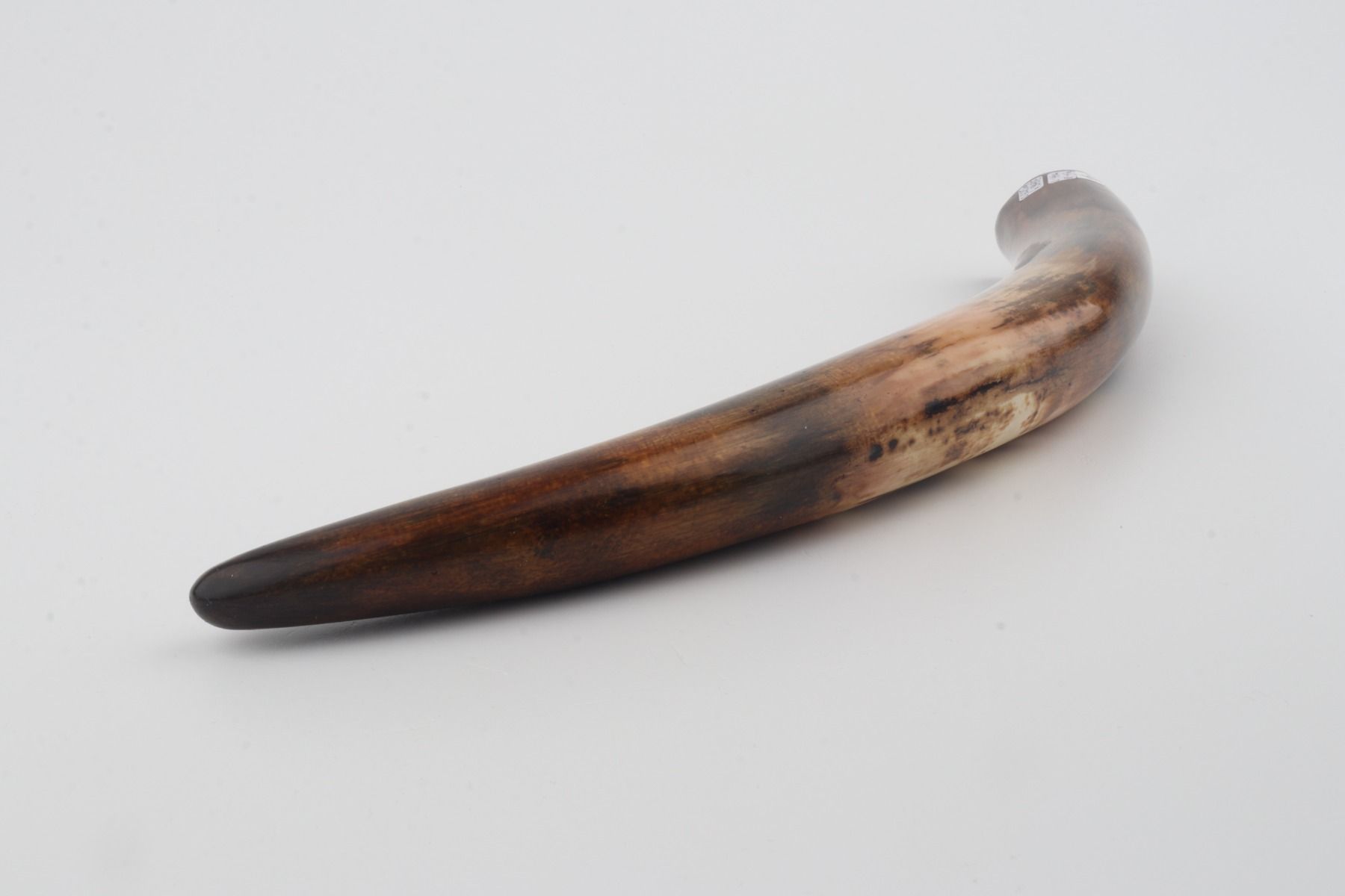 Restored woolly mammoth tusk