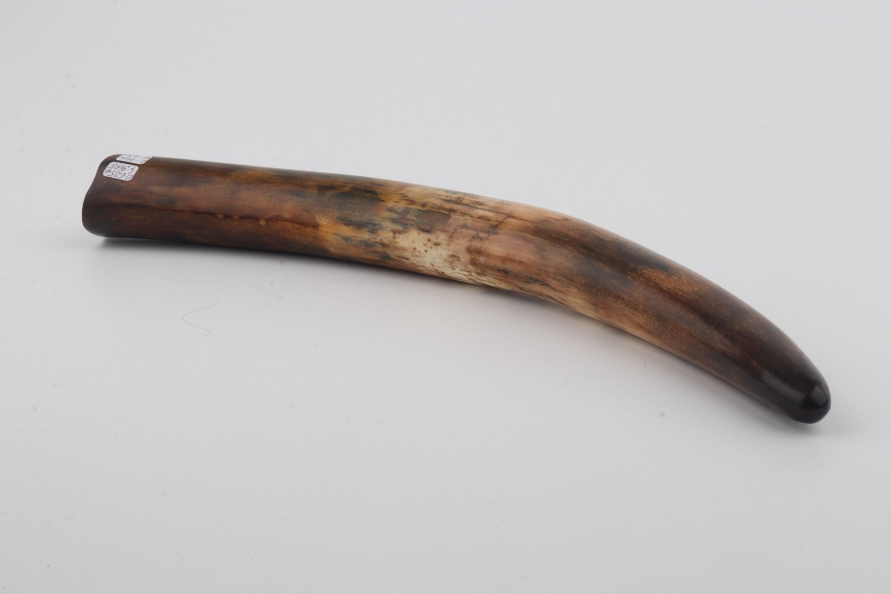 Restored woolly mammoth tusk