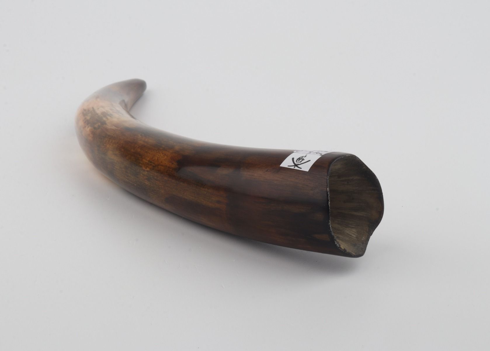 Restored woolly mammoth tusk
