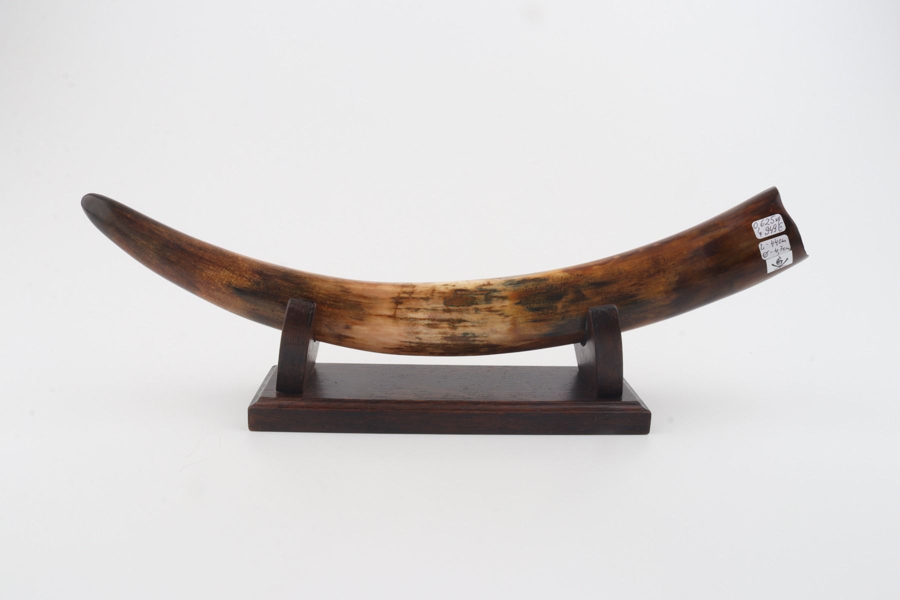 Restored woolly mammoth tusk