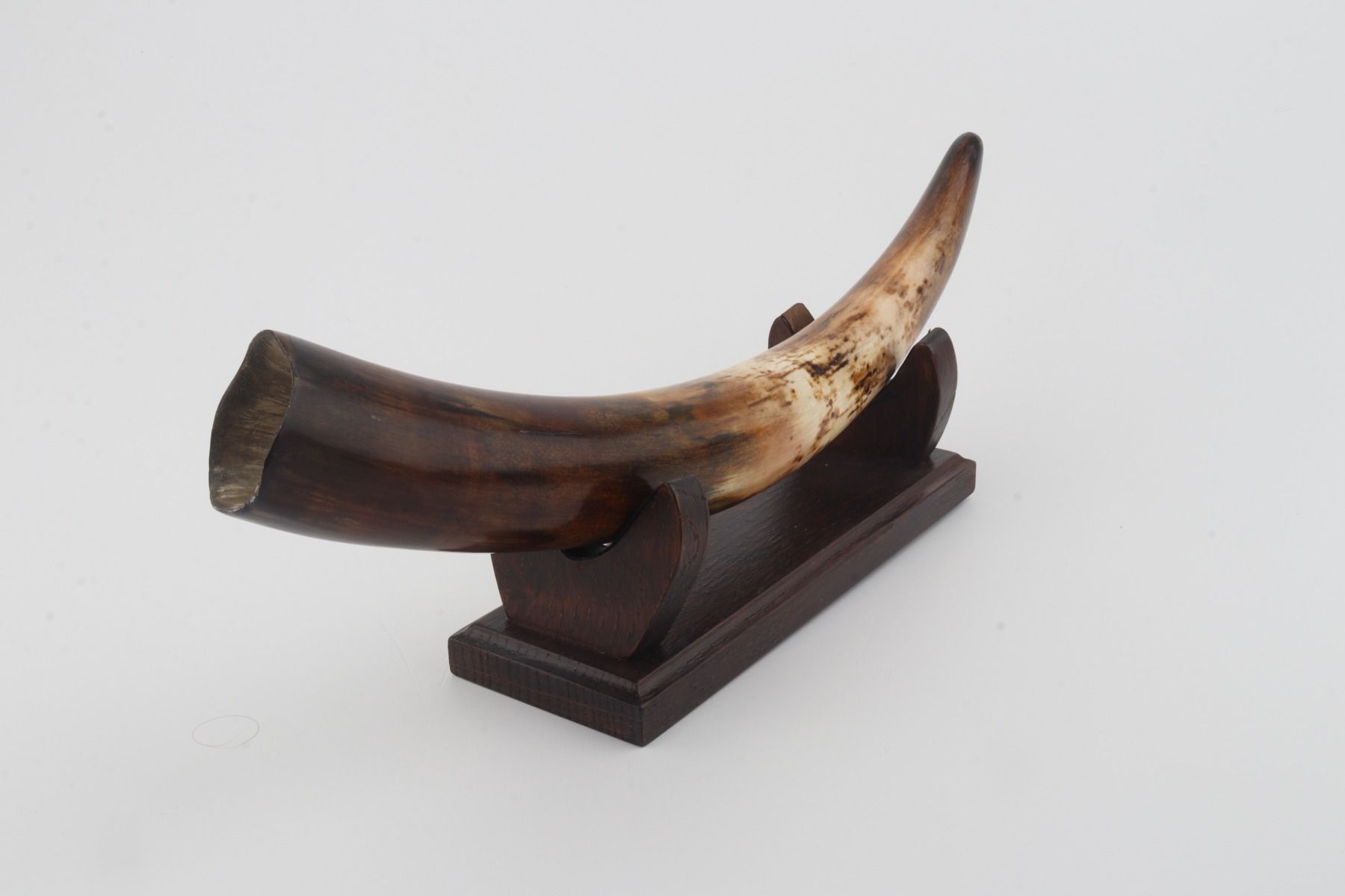 Restored woolly mammoth tusk
