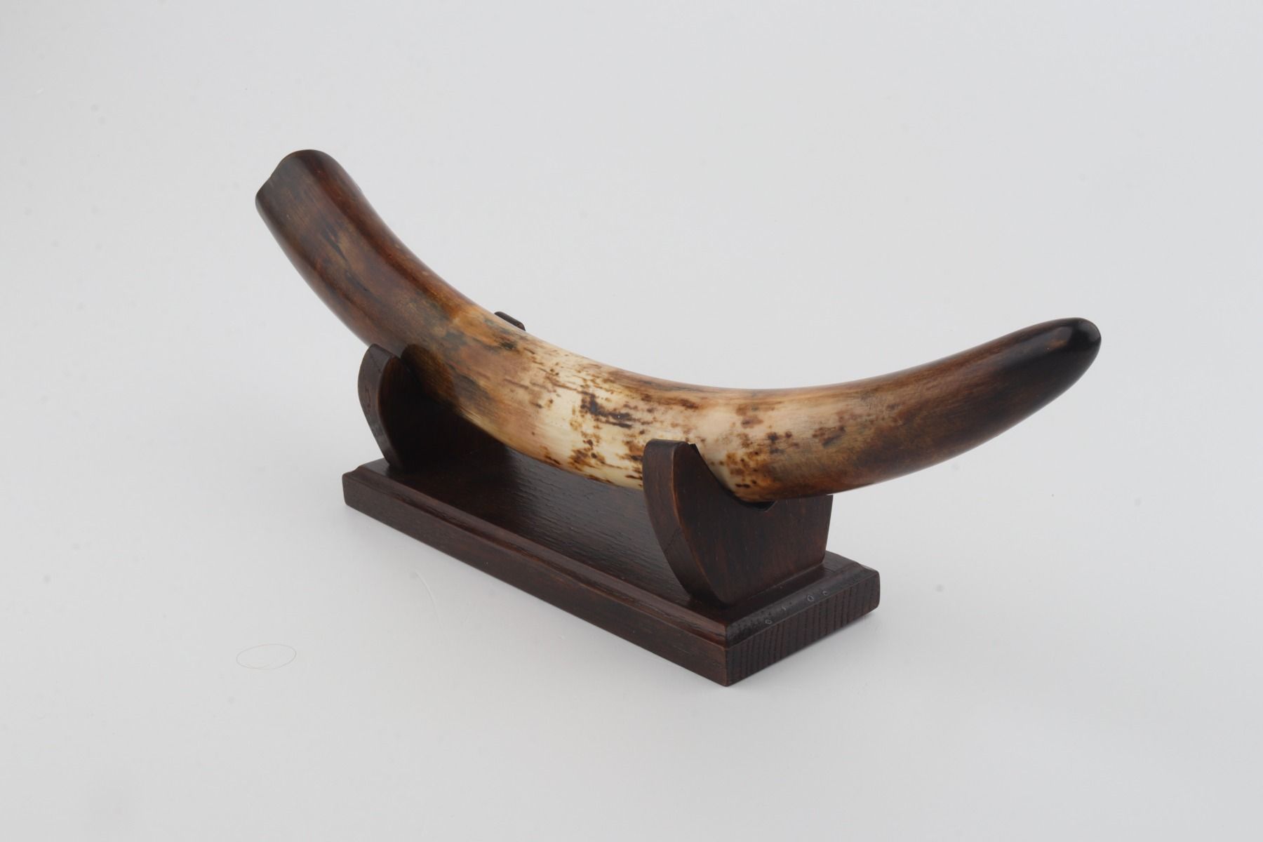 Restored woolly mammoth tusk