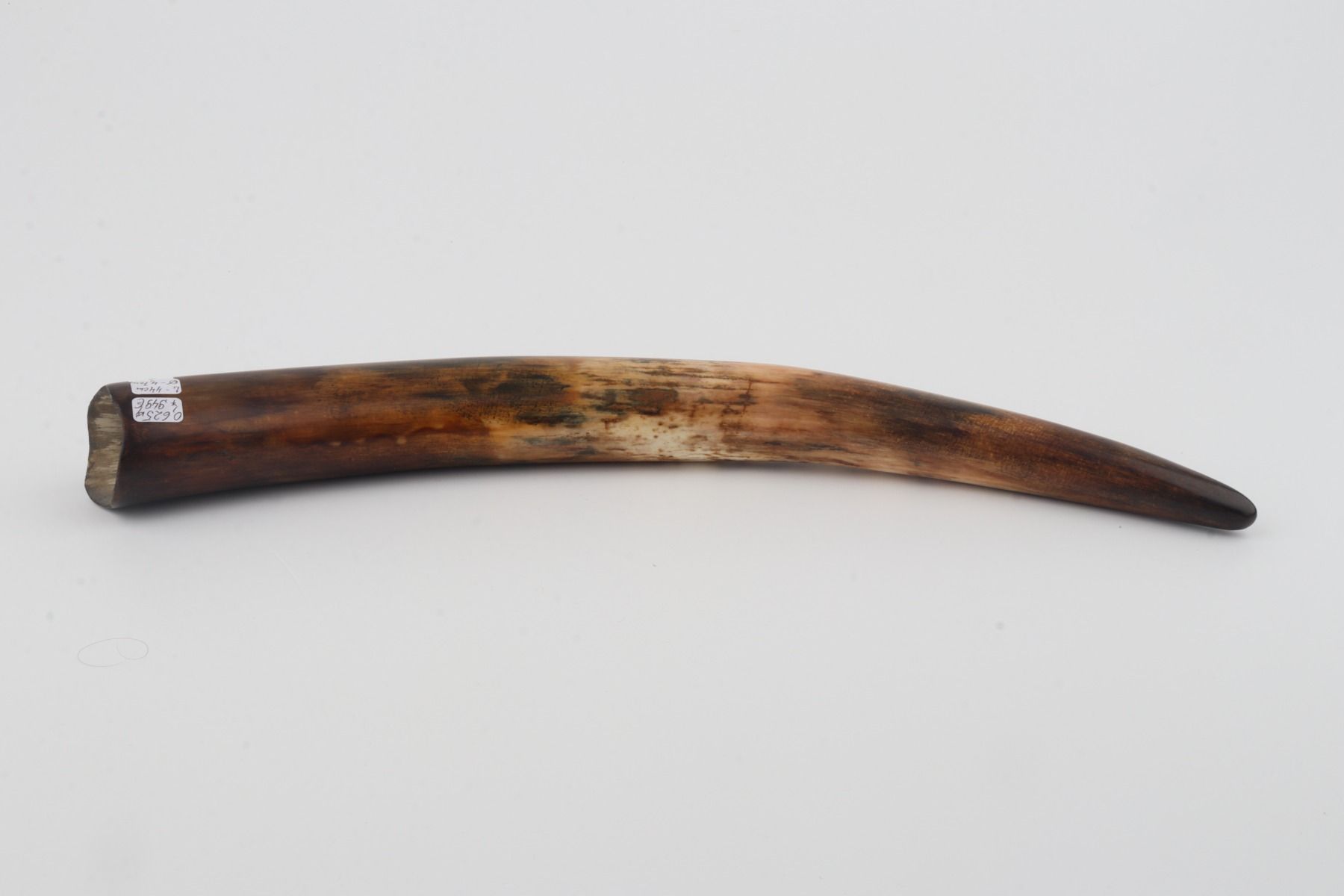 Restored woolly mammoth tusk