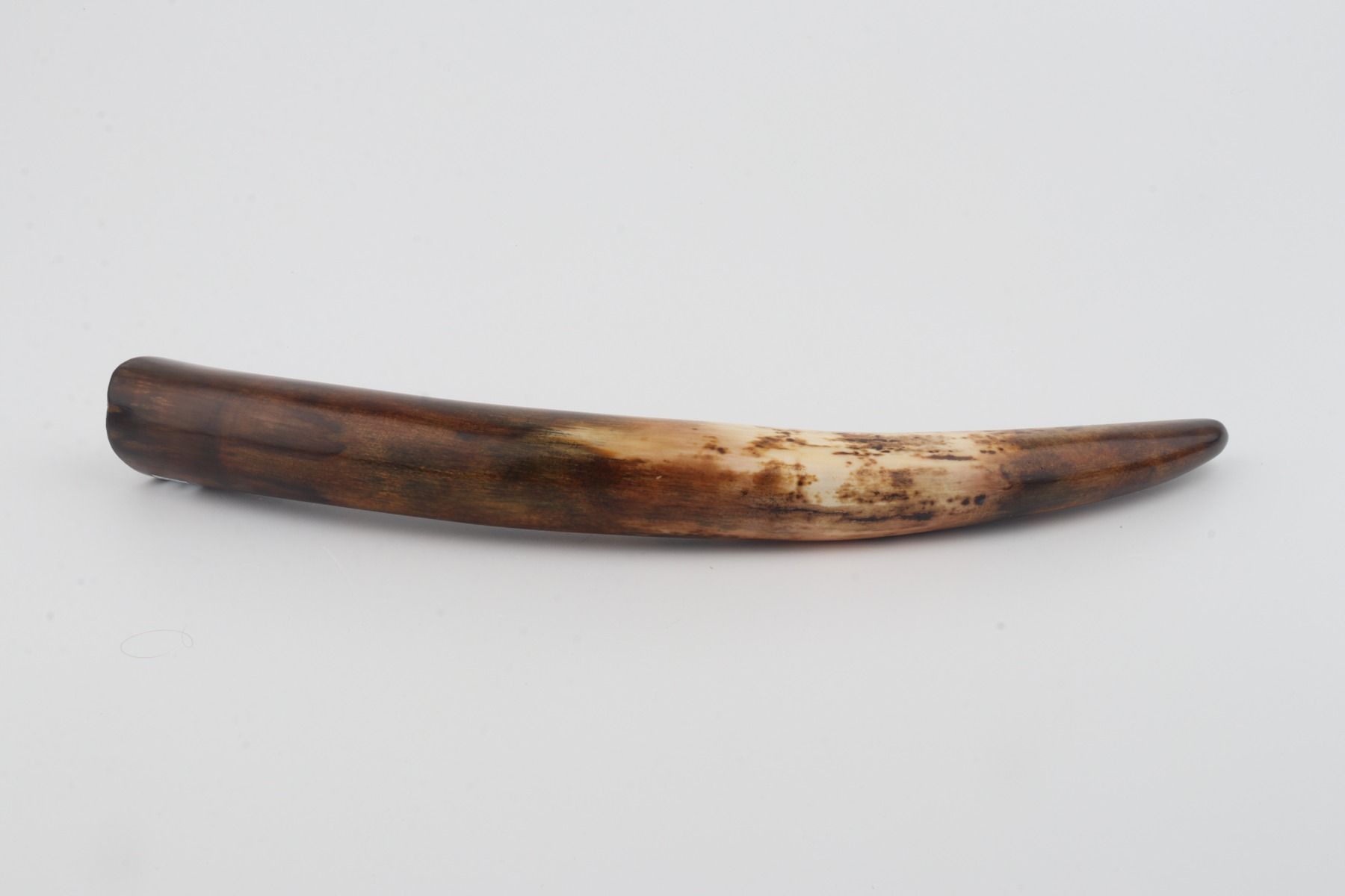 Restored woolly mammoth tusk