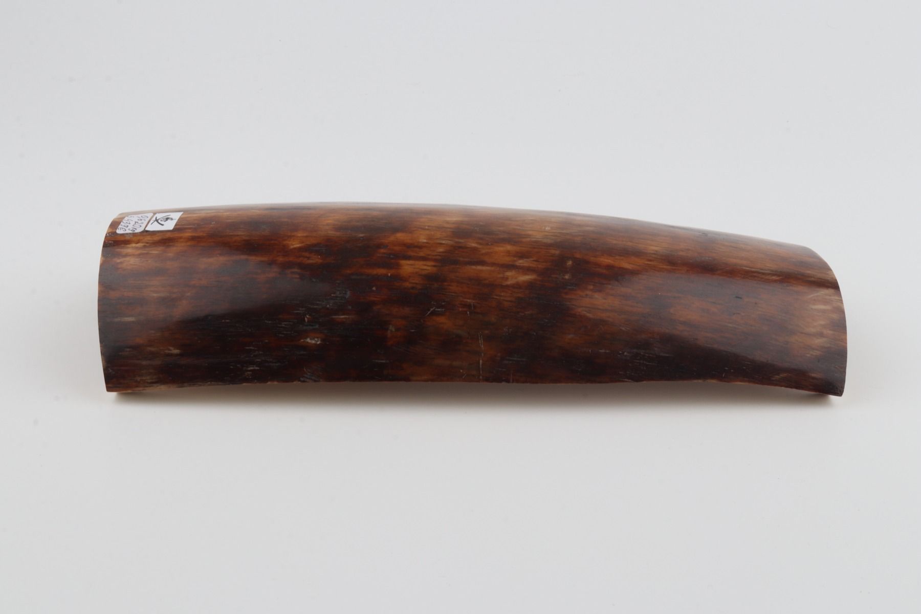 Brown-orange mammoth bark