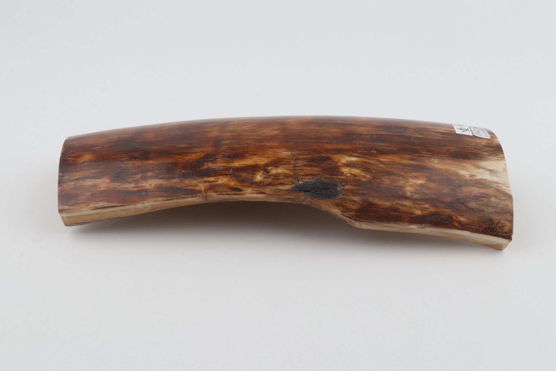 Brown-orange mammoth bark