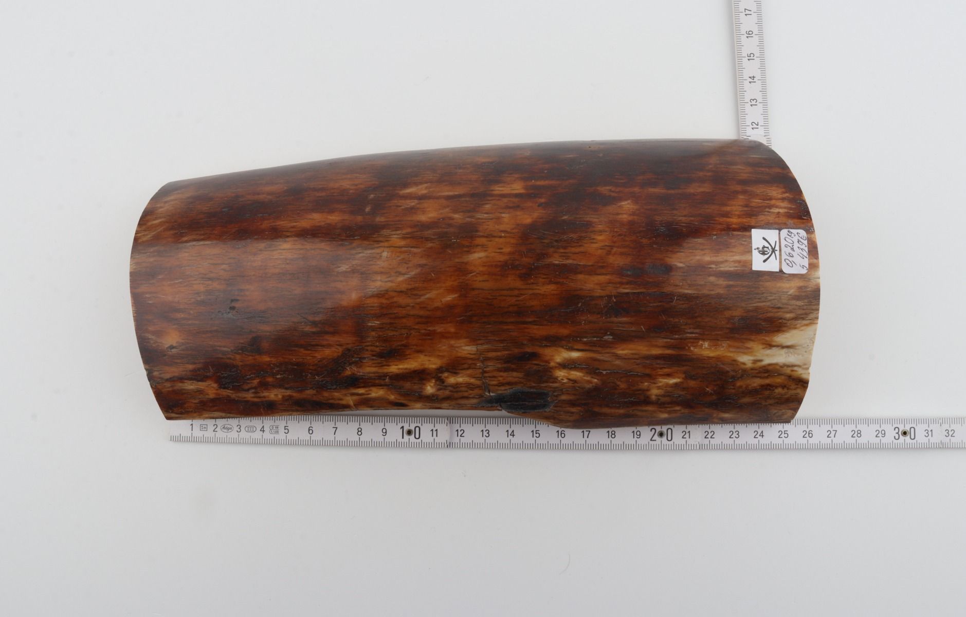 Brown-orange mammoth bark