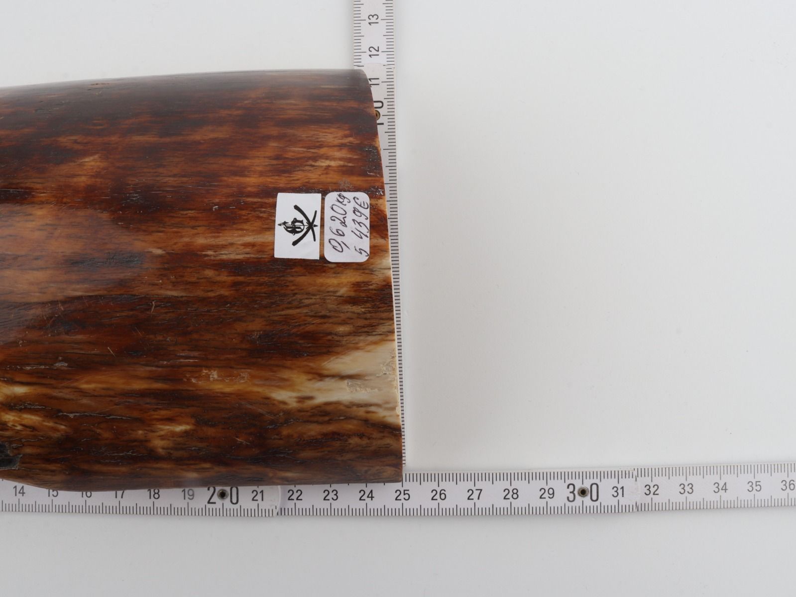 Brown-orange mammoth bark