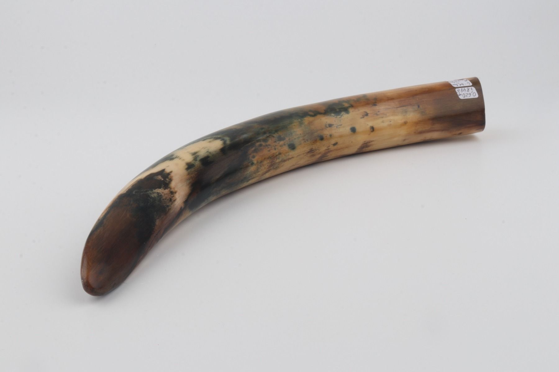 Restored mammoth tusk tip