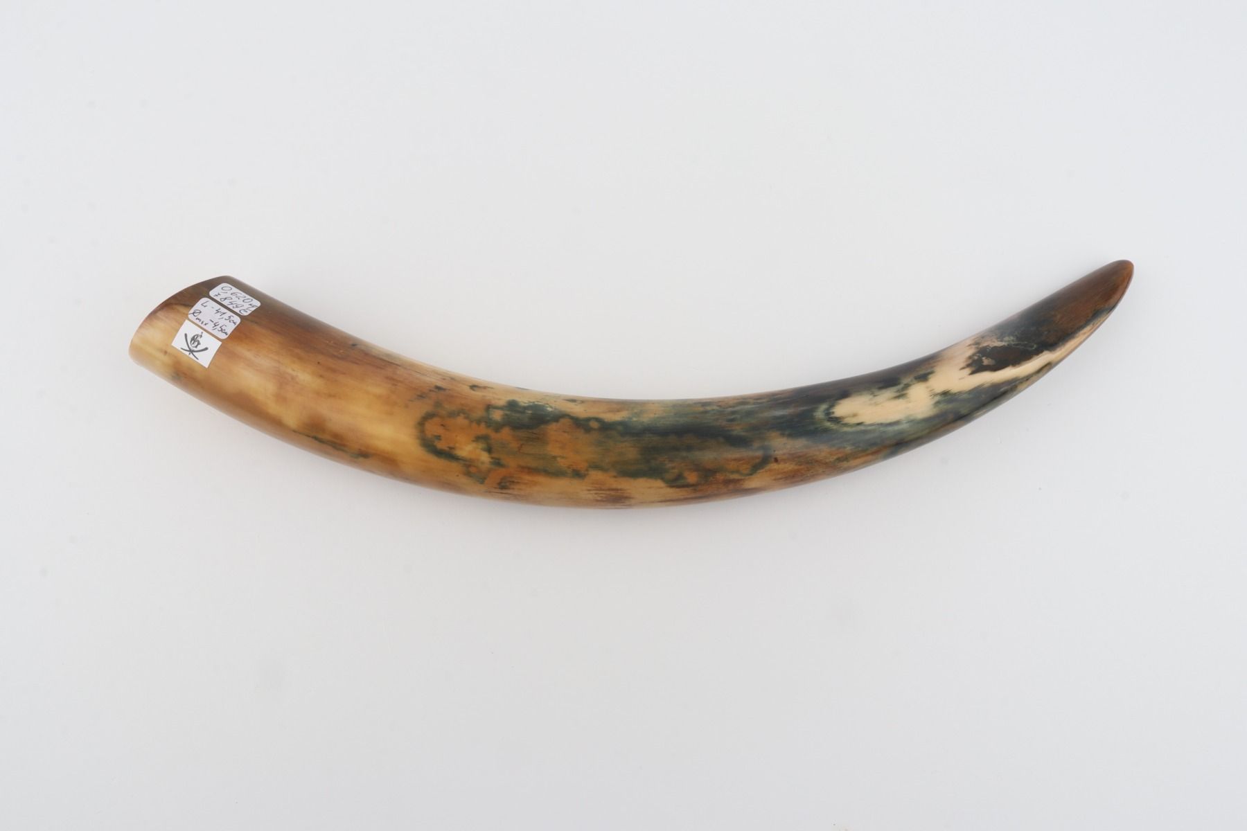 Restored mammoth tusk tip