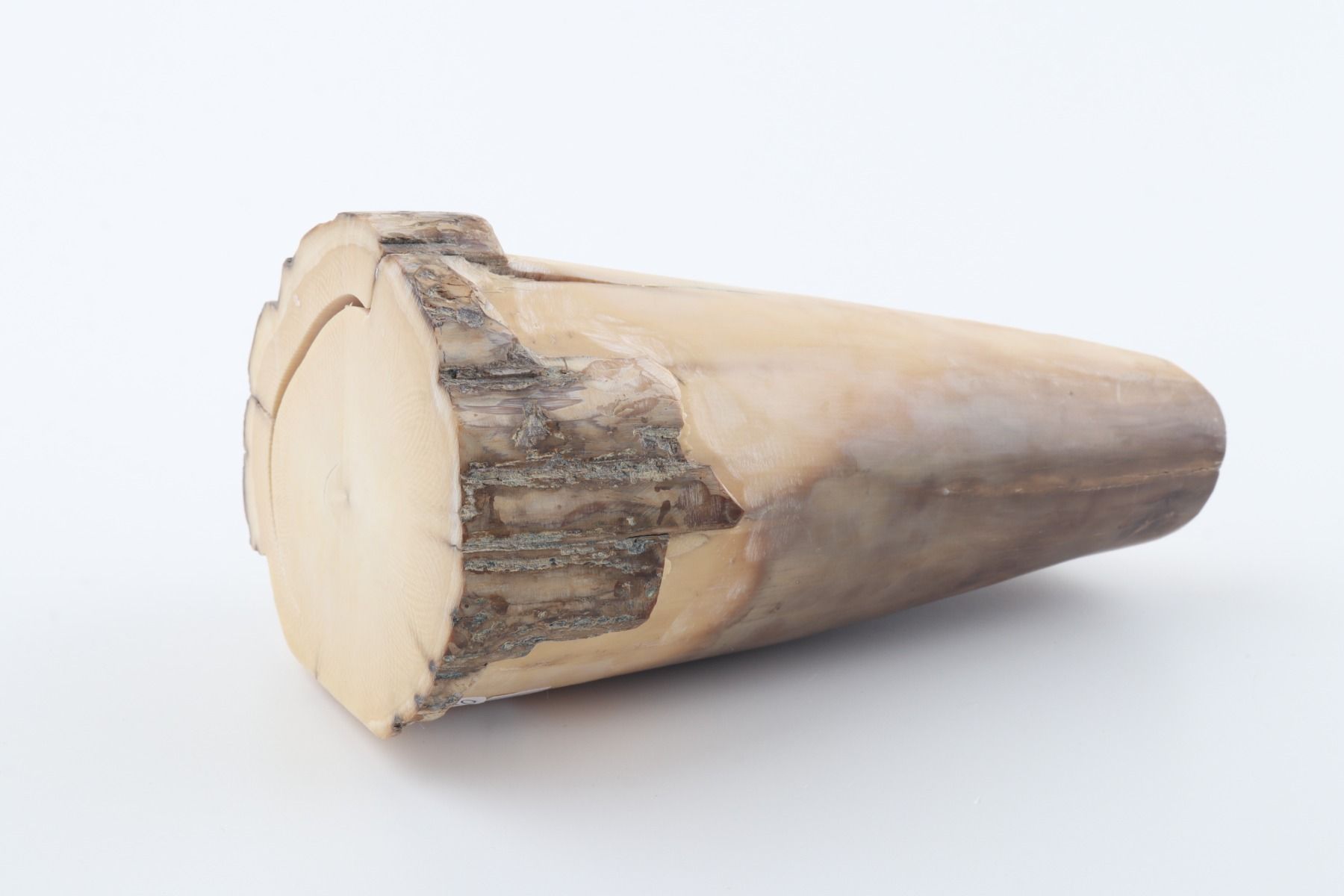 Round mammoth tusk piece