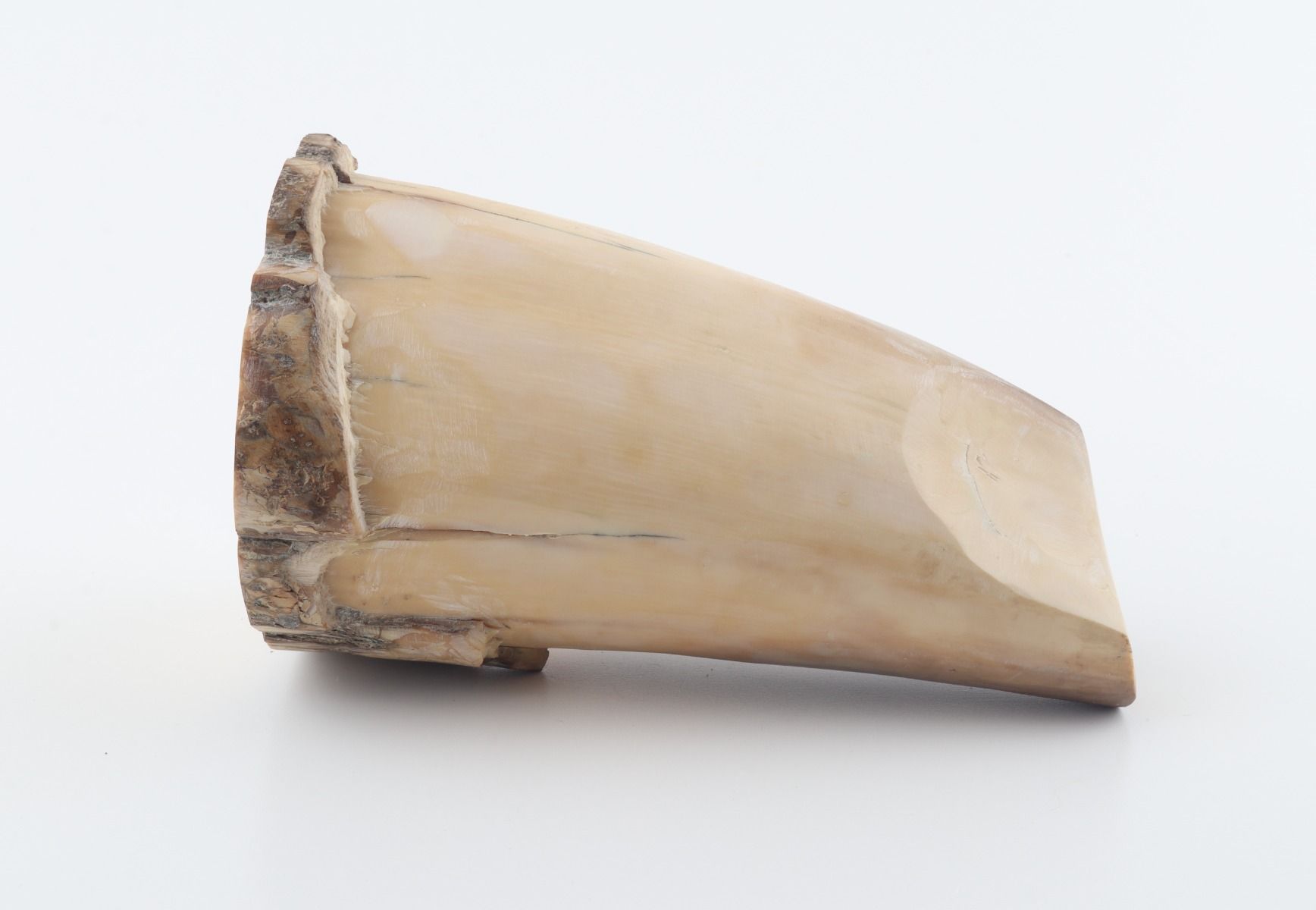 Round mammoth tusk piece
