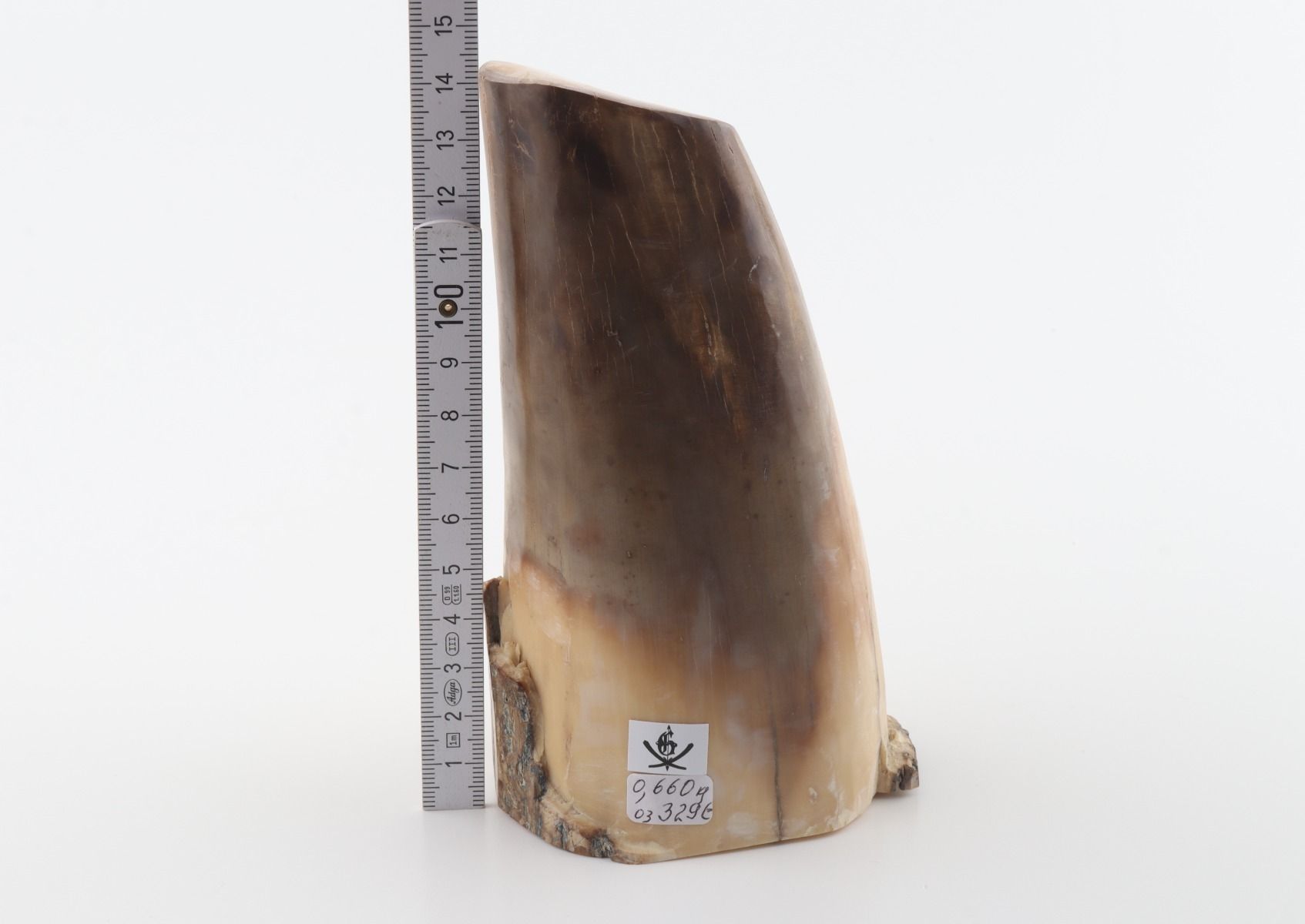 Round mammoth tusk piece